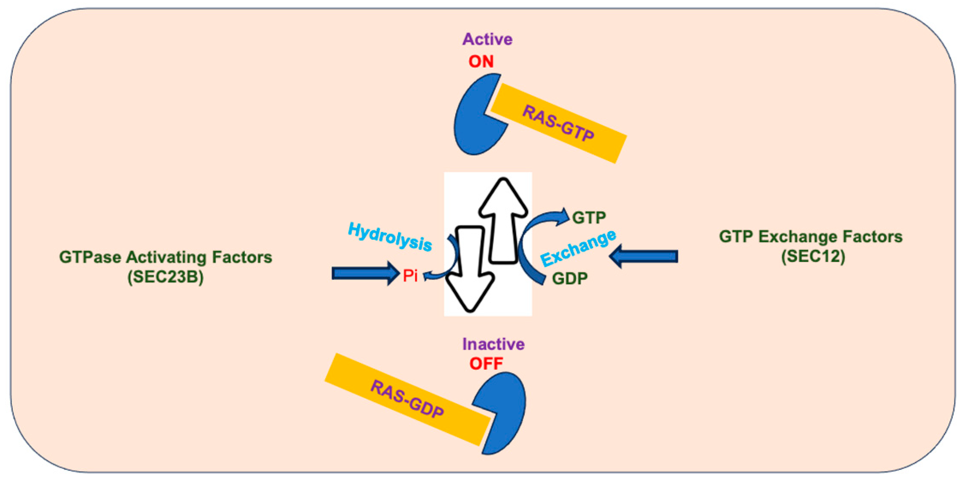 Biomedicines 12 01548 g002
