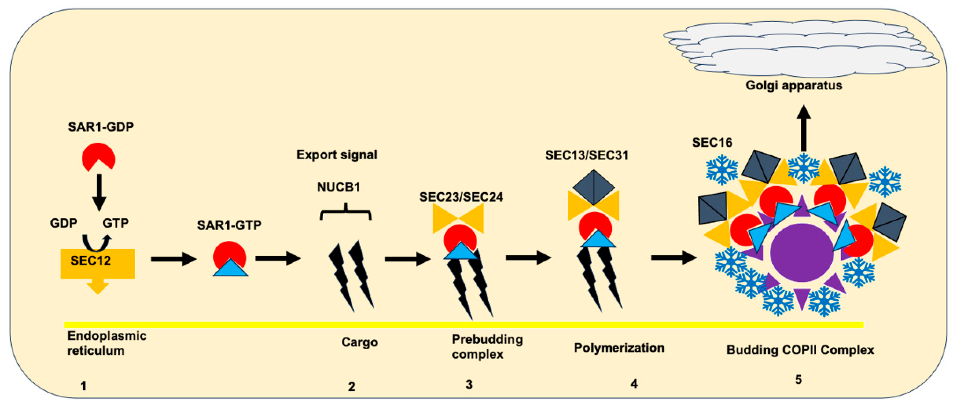 Biomedicines 12 01548 g003