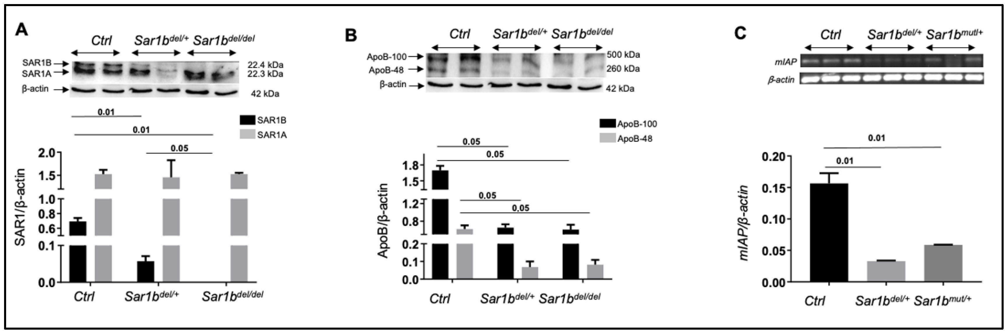Biomedicines 12 01548 g005