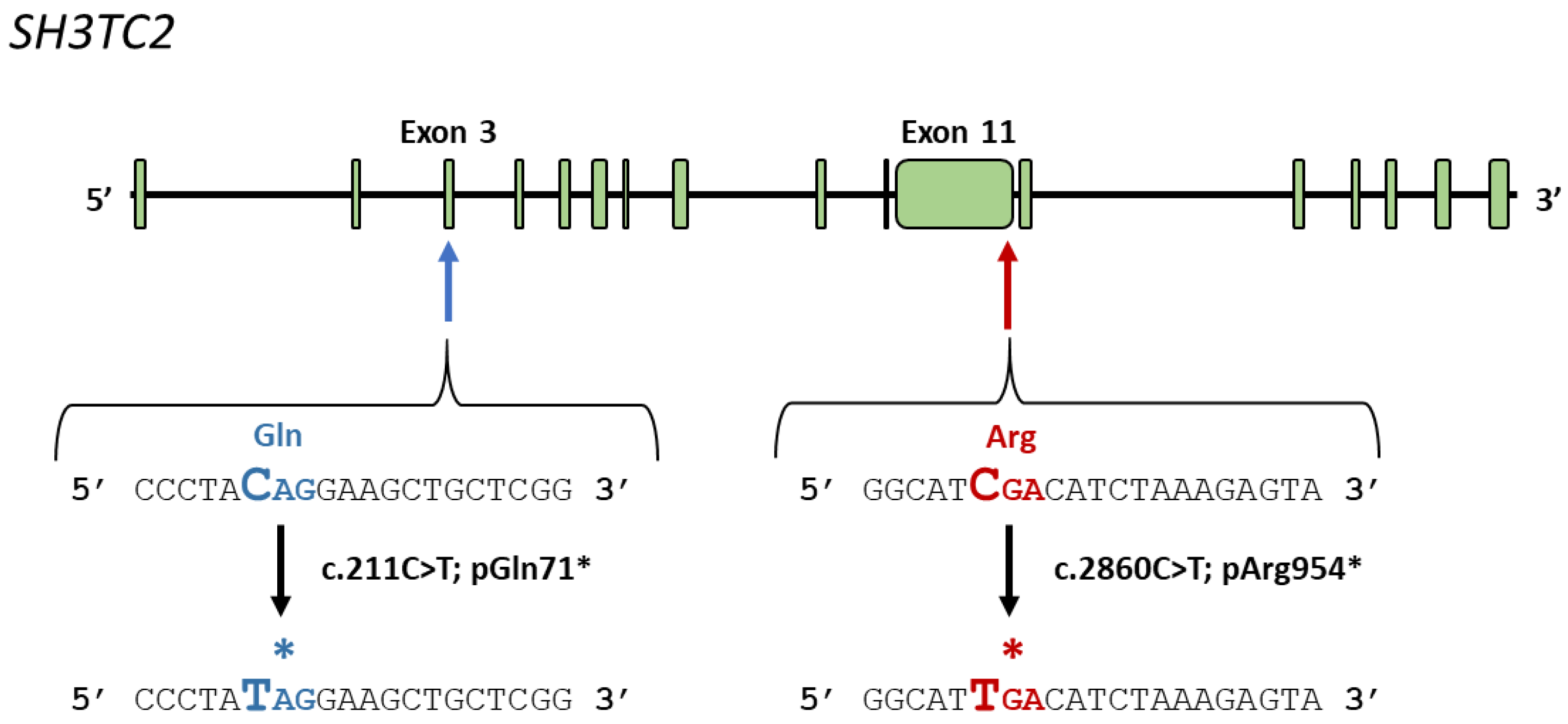 Biomedicines 12 01550 g002