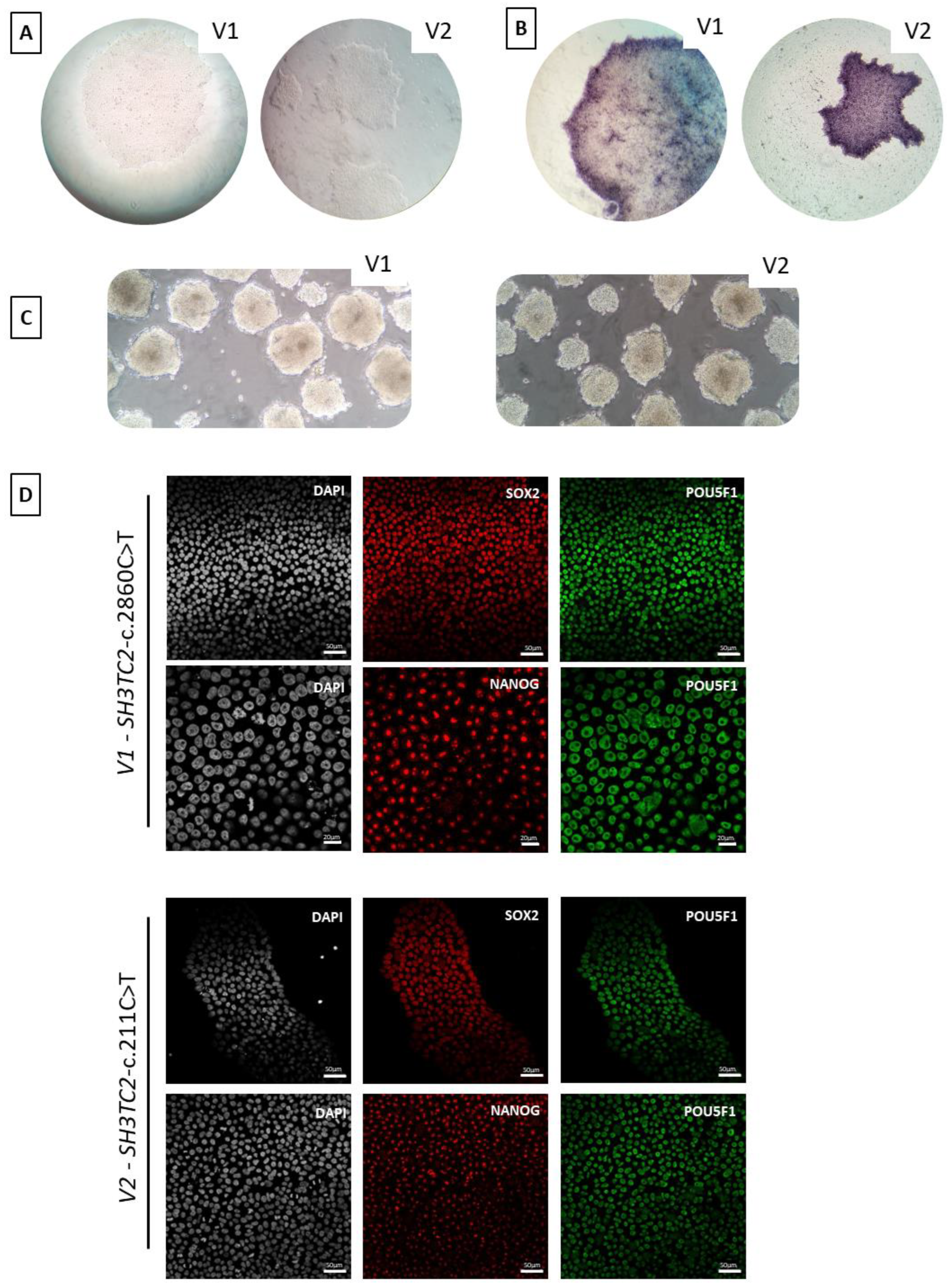 Biomedicines 12 01550 g006