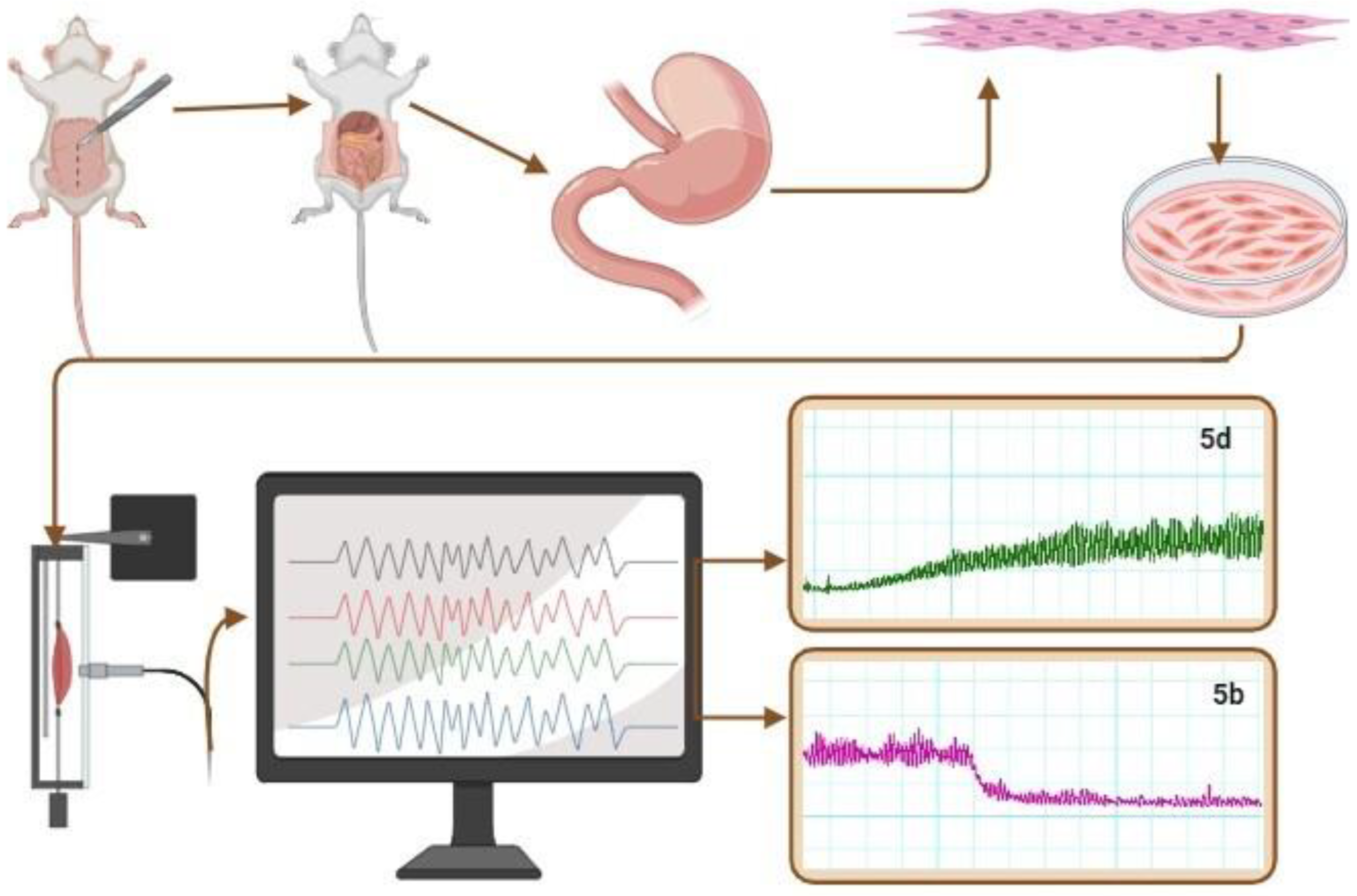 Biomedicines 12 01556 g002