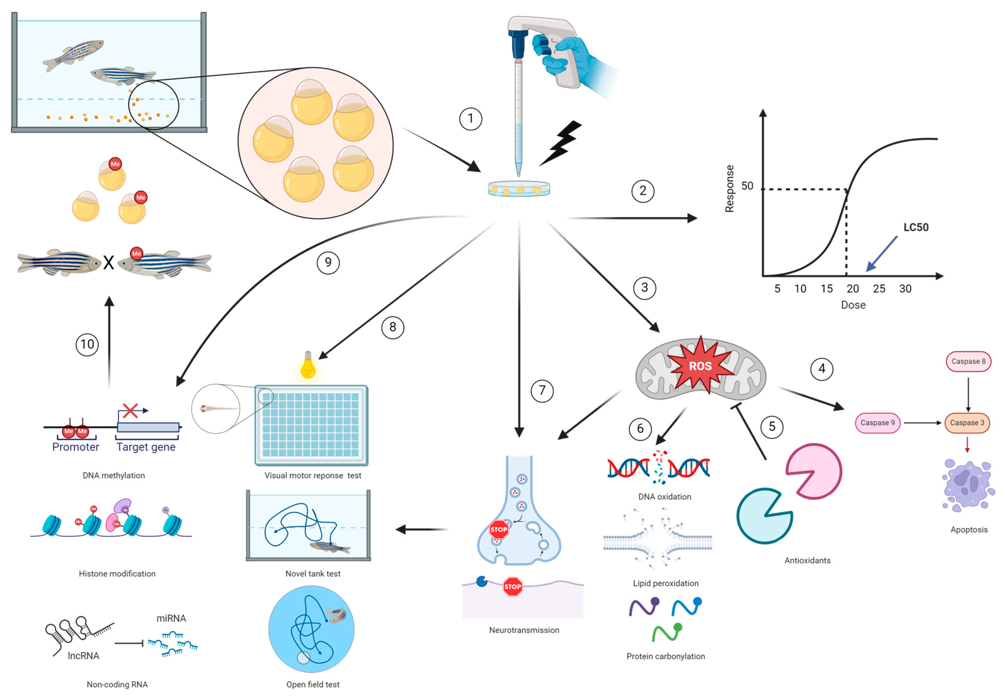 Biomedicines 12 01559 g001 Biomedicines 12 01559 g001