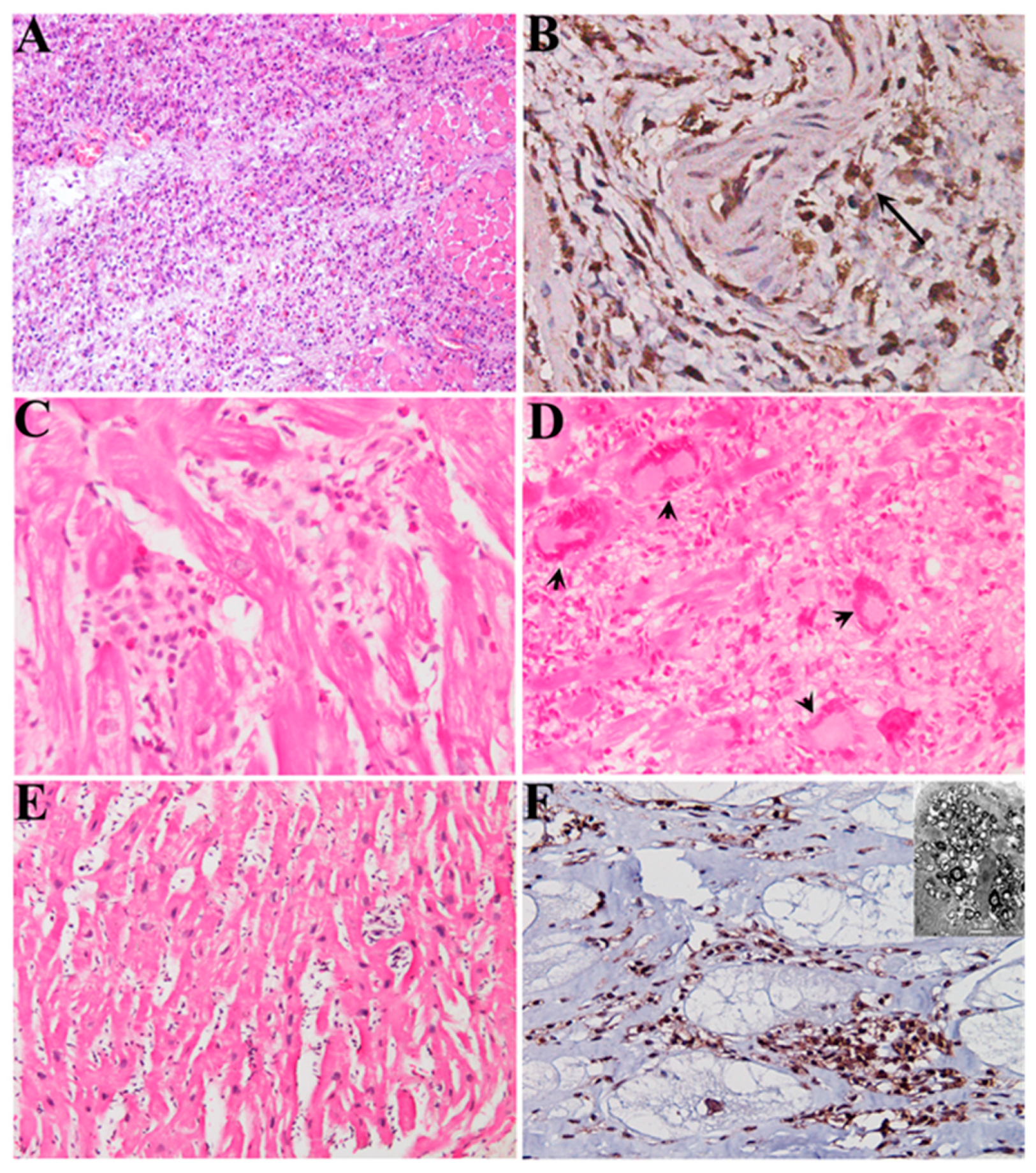 Biomedicines 12 01565 g001