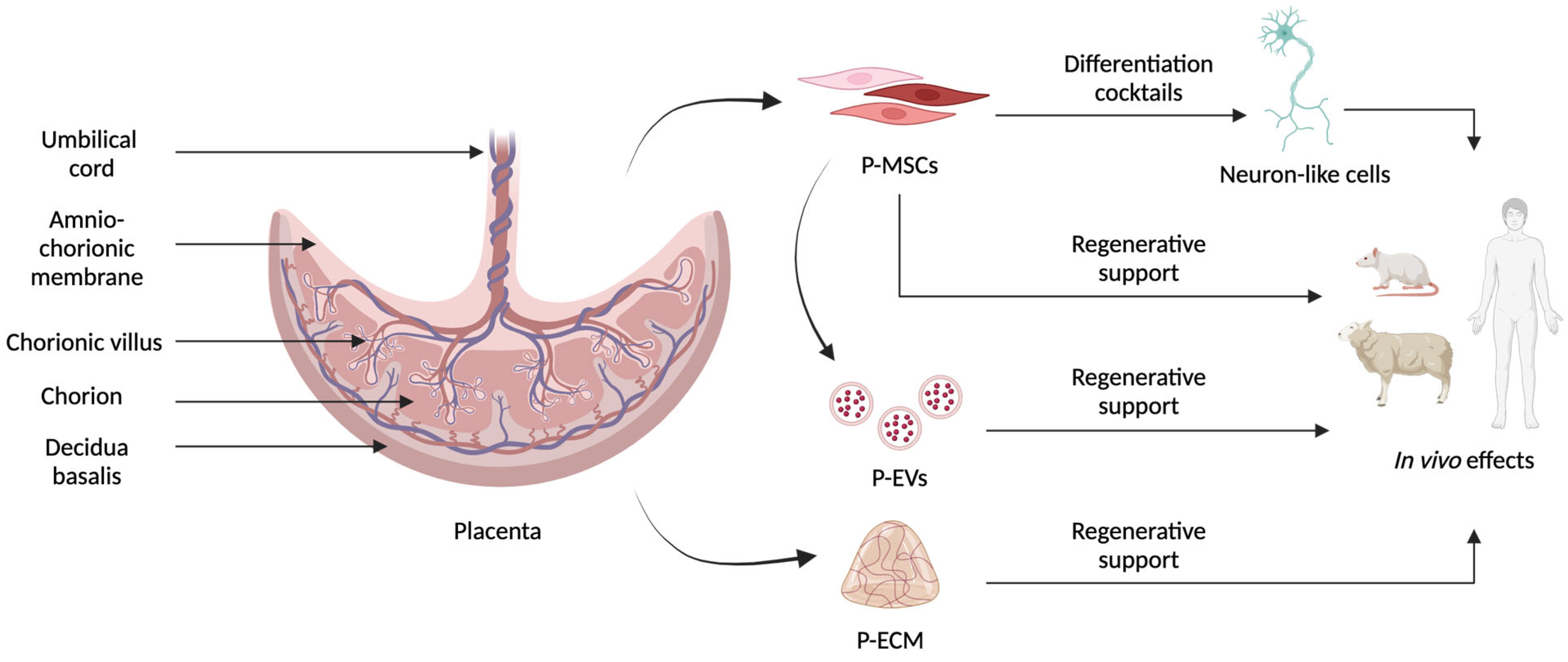 Biomedicines 12 01567 g001 Biomedicines 12 01567 g001