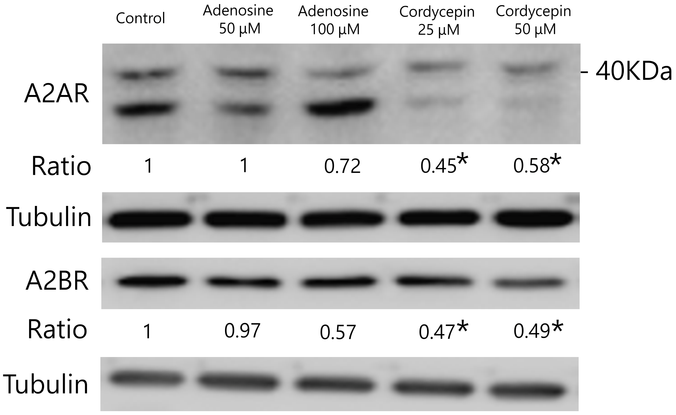 Biomedicines 12 01568 g005 Biomedicines 12 01568 g005