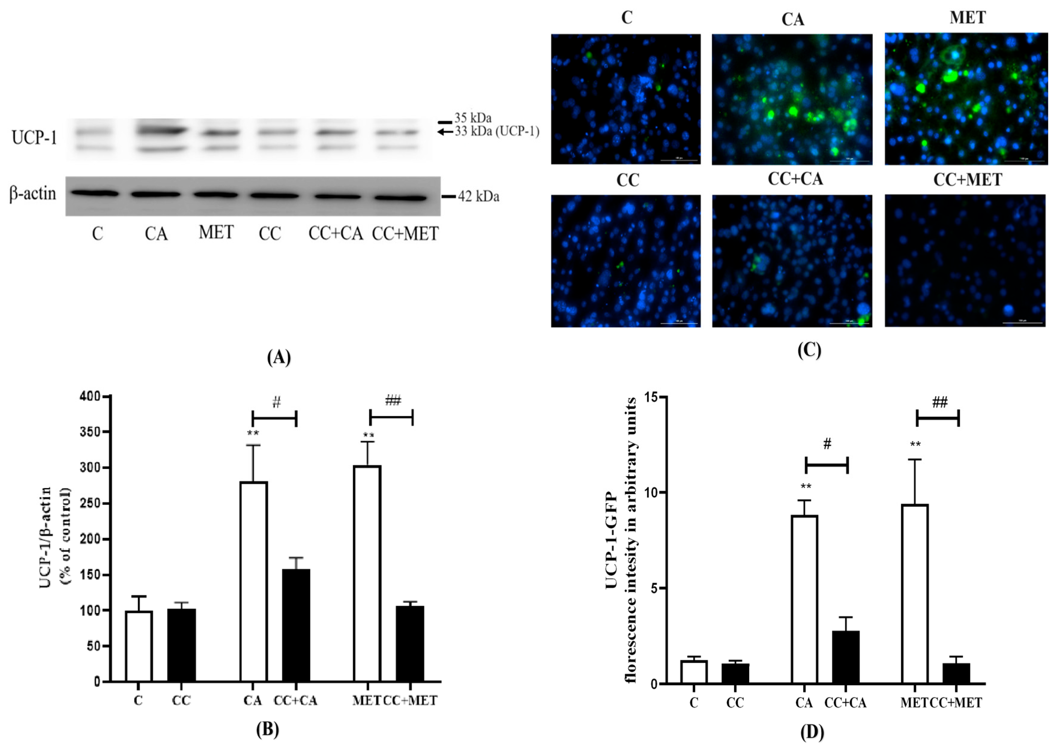 Biomedicines 12 01569 g004