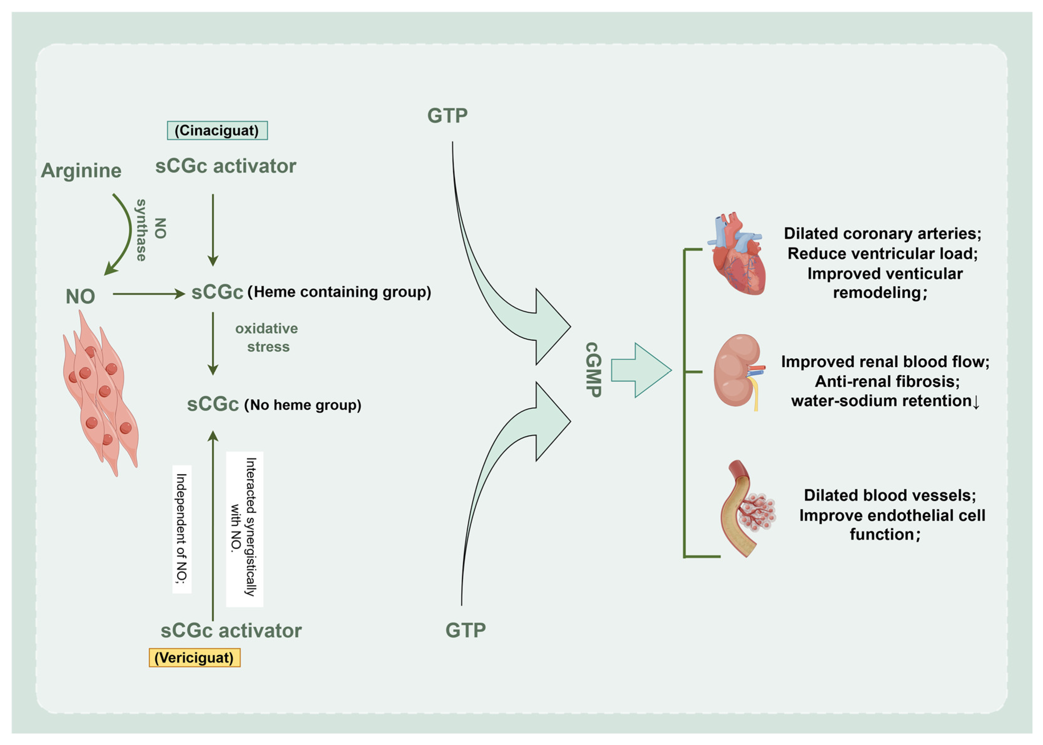 Biomedicines 12 01572 g004