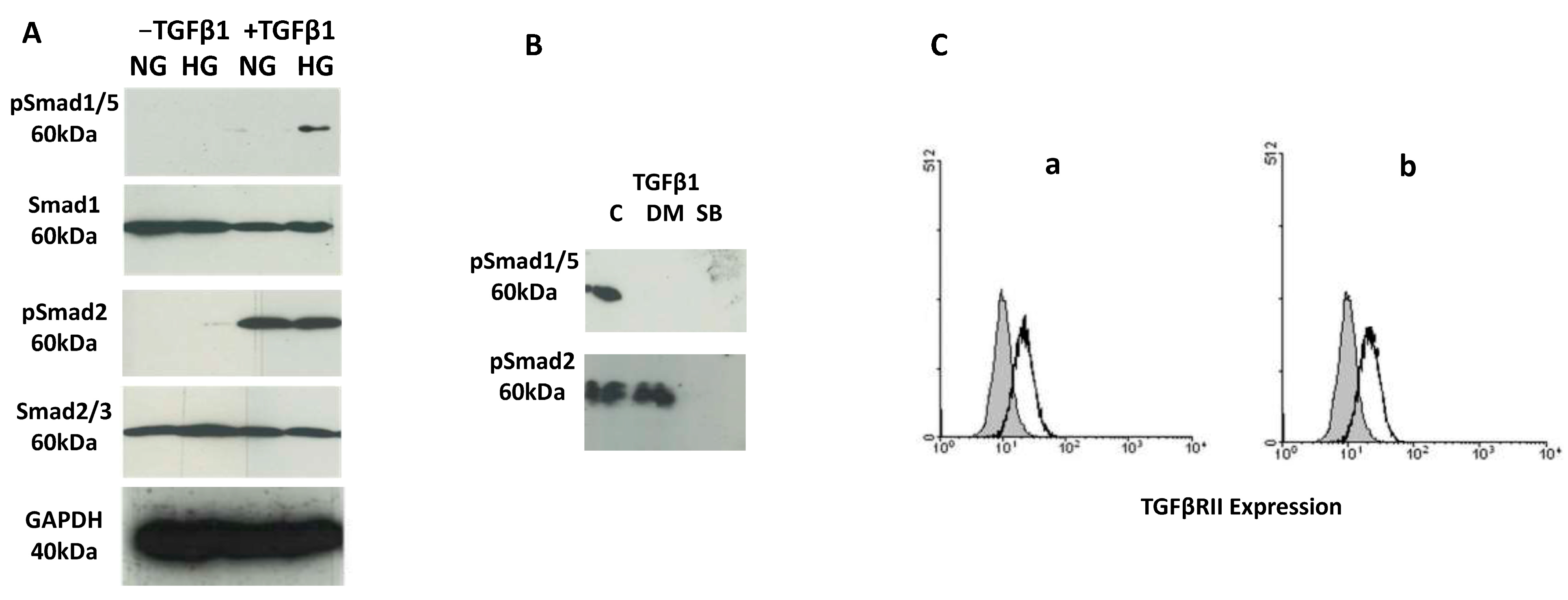 Biomedicines 12 01575 g003