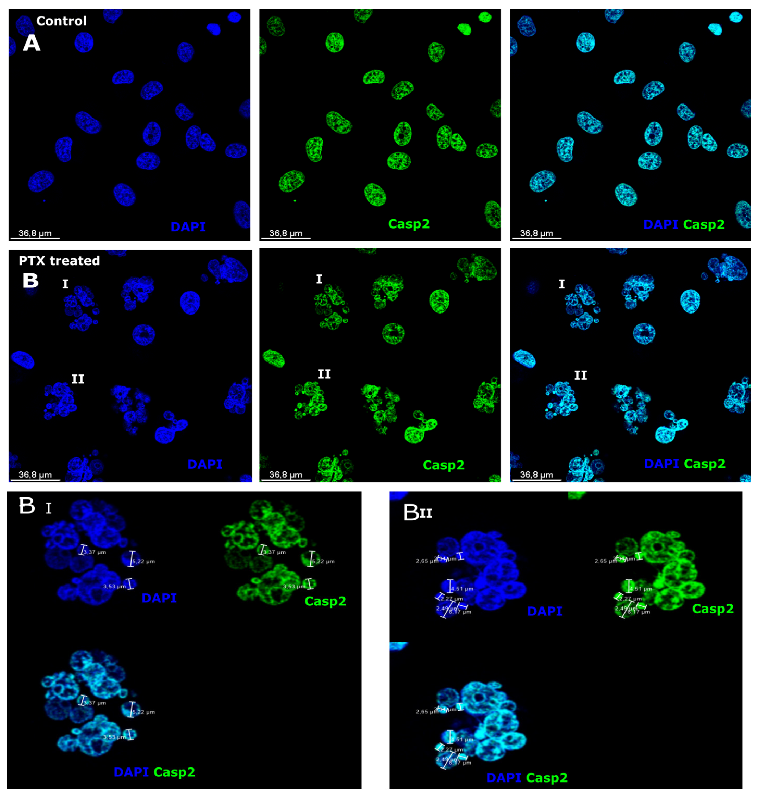 Biomedicines 12 01576 g001
