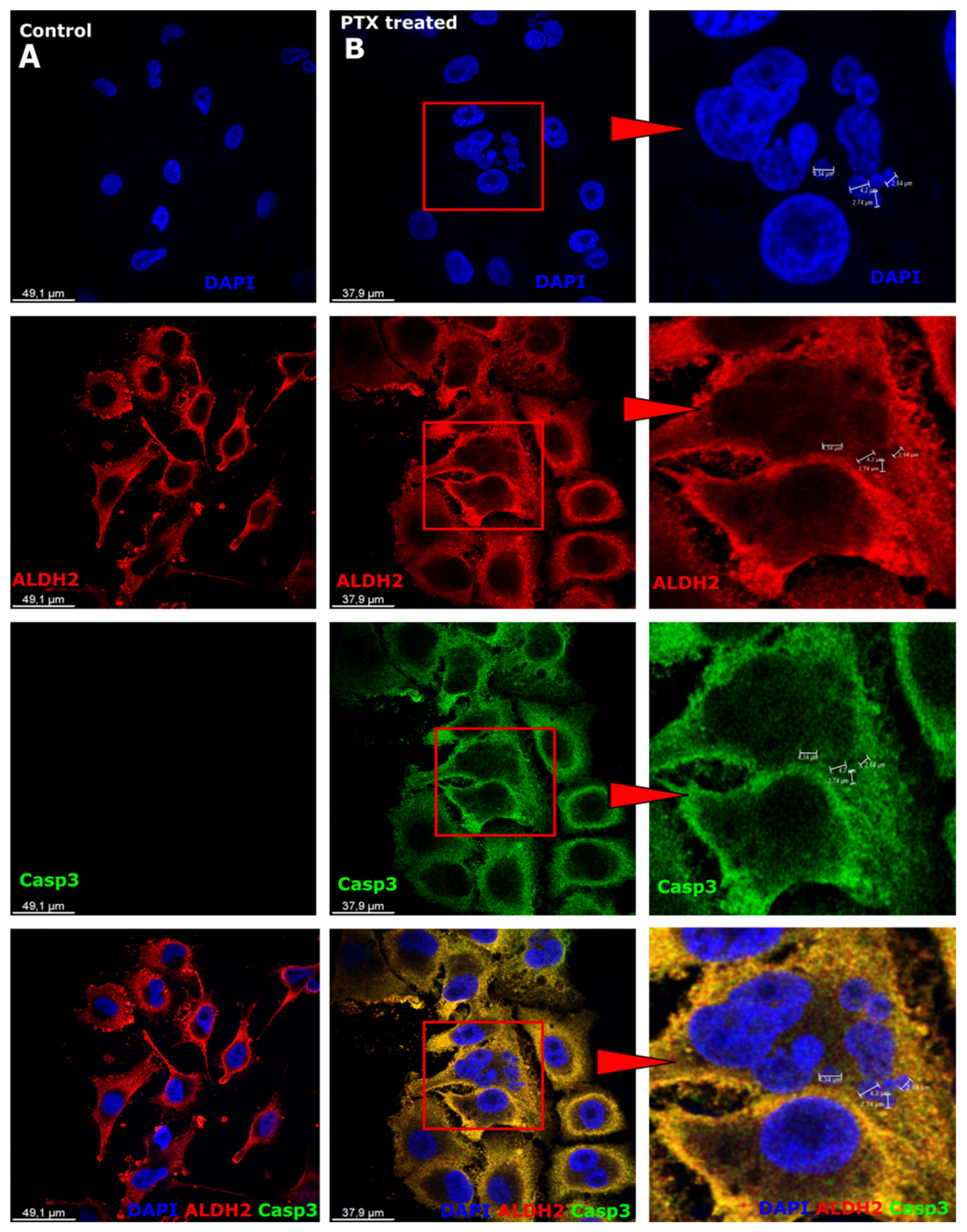 Biomedicines 12 01576 g003