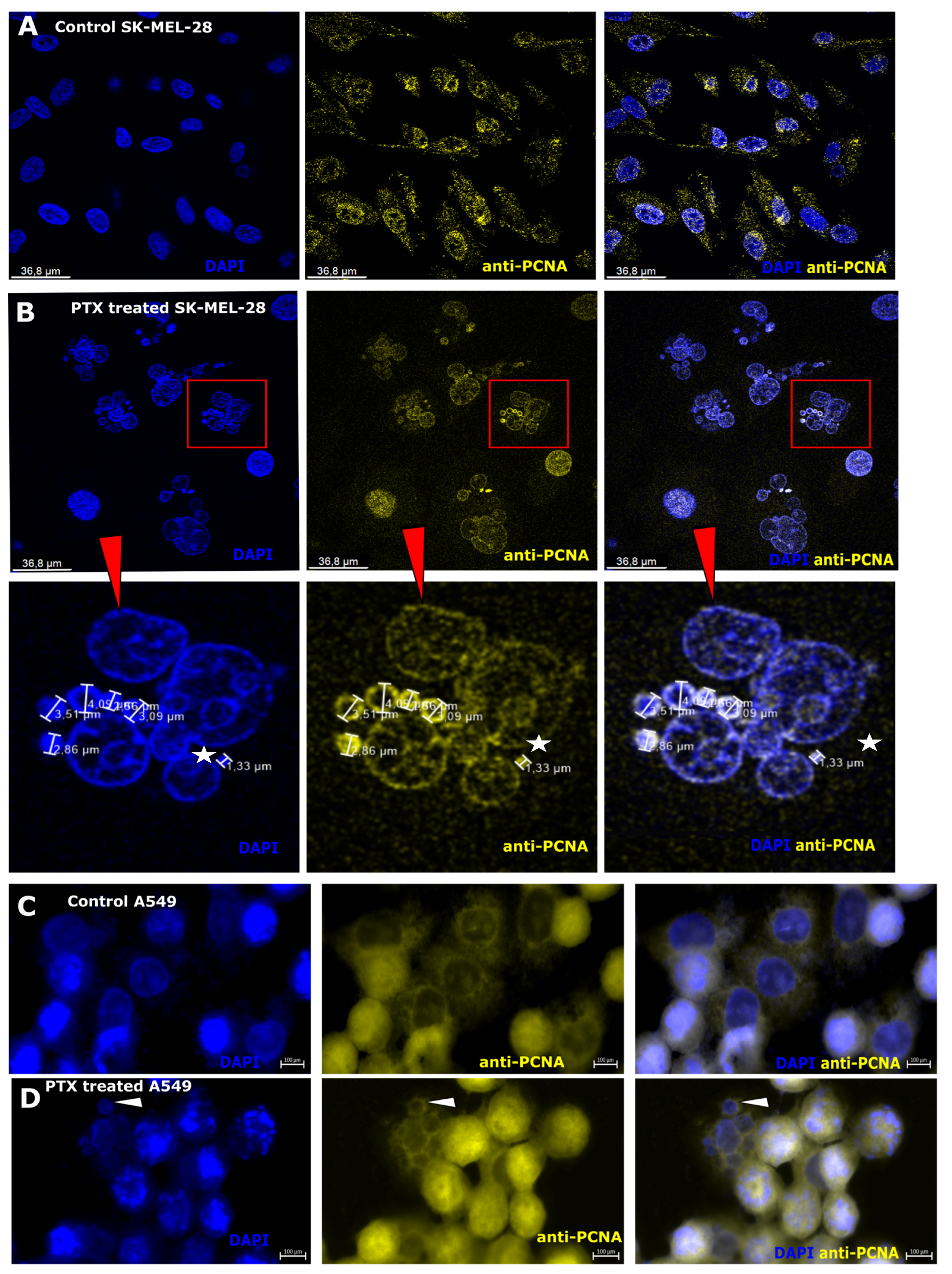 Biomedicines 12 01576 g005