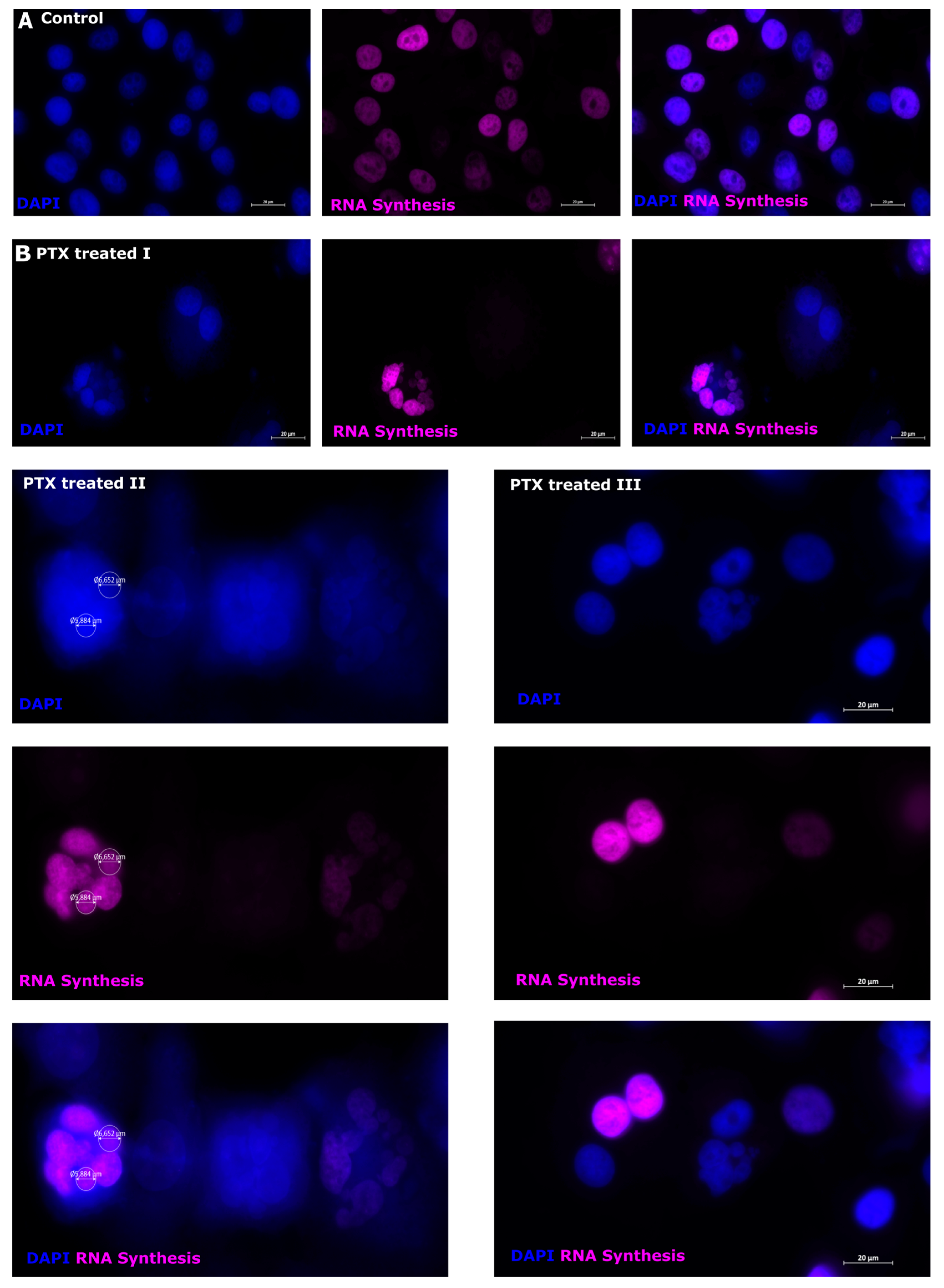 Biomedicines 12 01576 g008