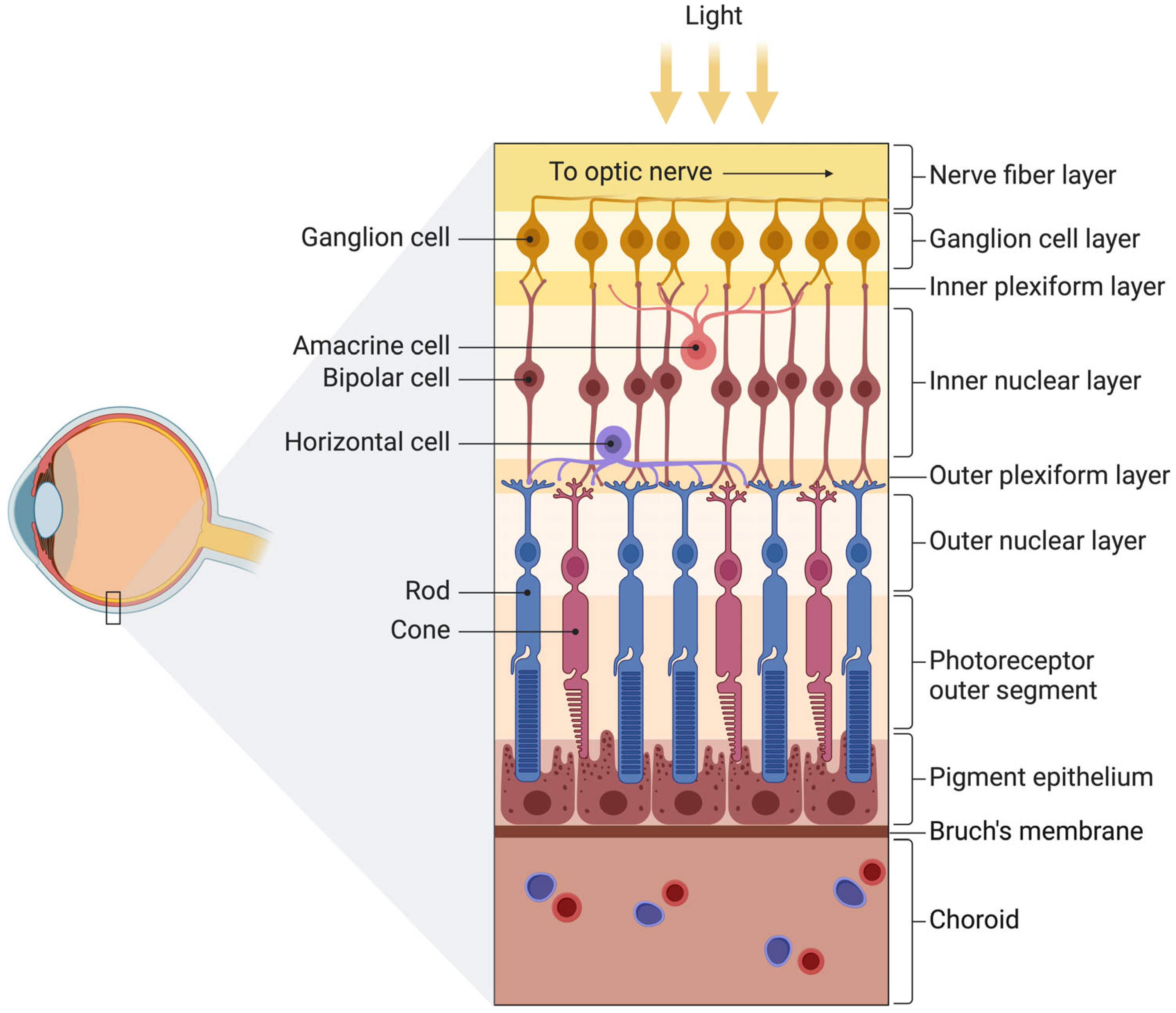 Biomedicines 12 01579 g002