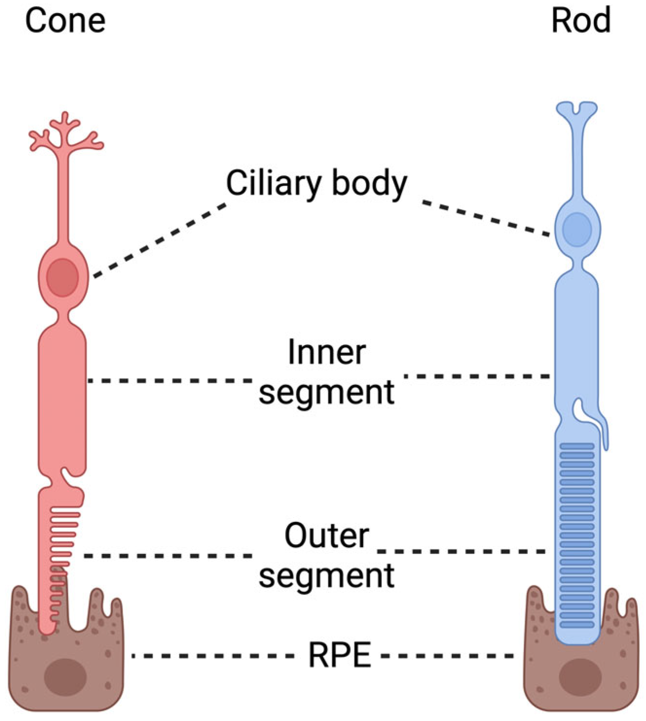 Biomedicines 12 01579 g003