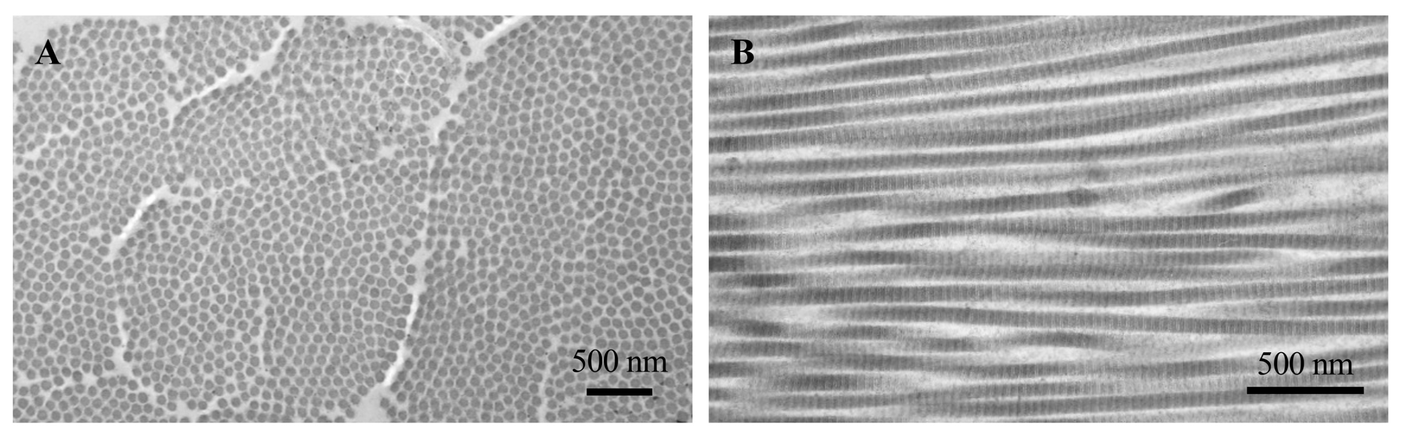 Biomedicines 12 01586 g003 Biomedicines 12 01586 g003