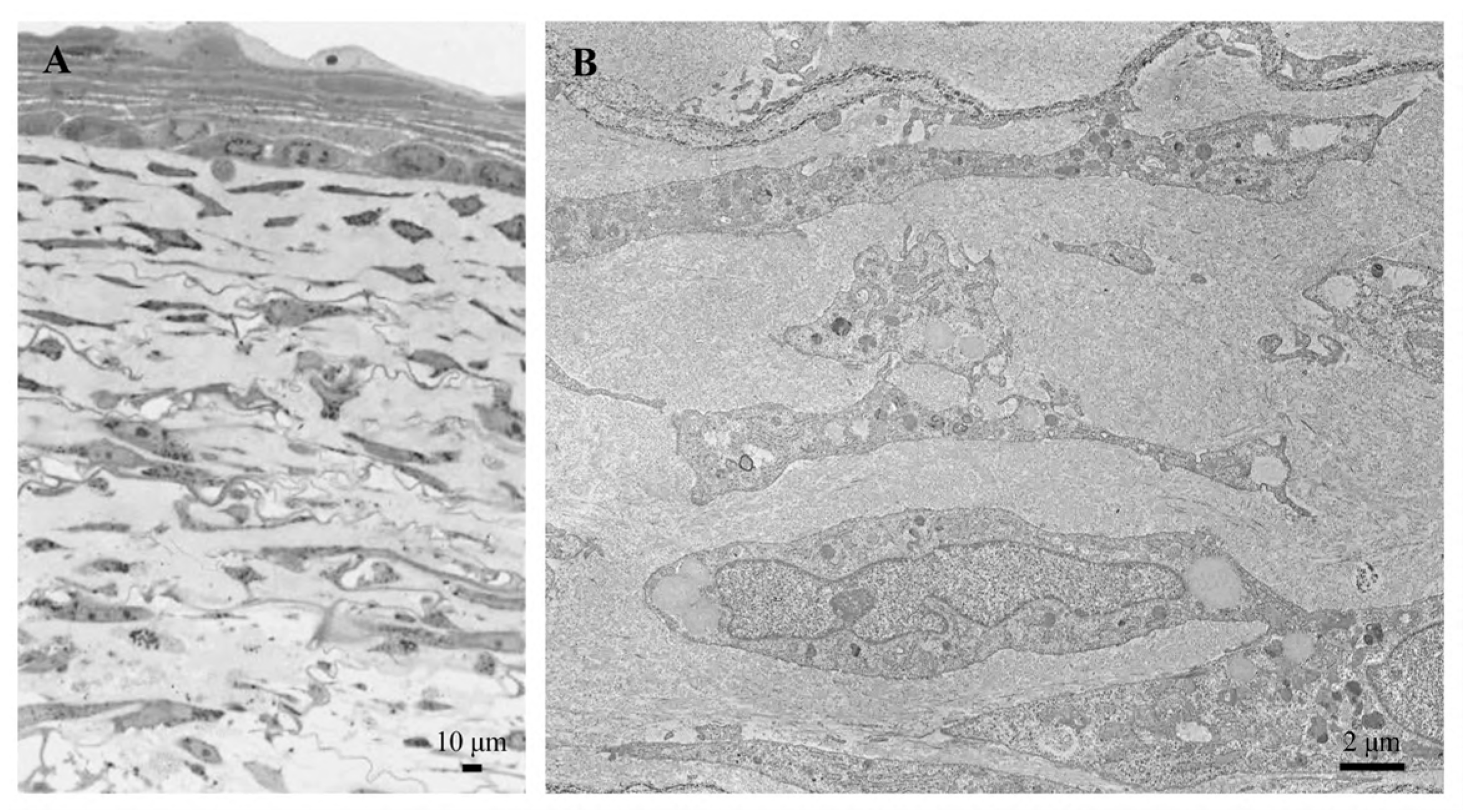 Biomedicines 12 01586 g006 Biomedicines 12 01586 g006