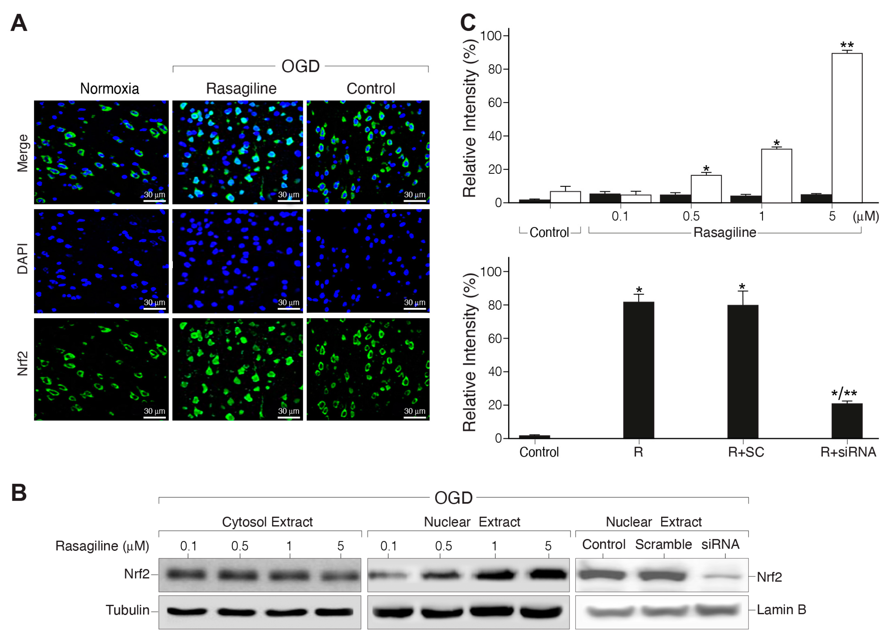 Biomedicines 12 01592 g004