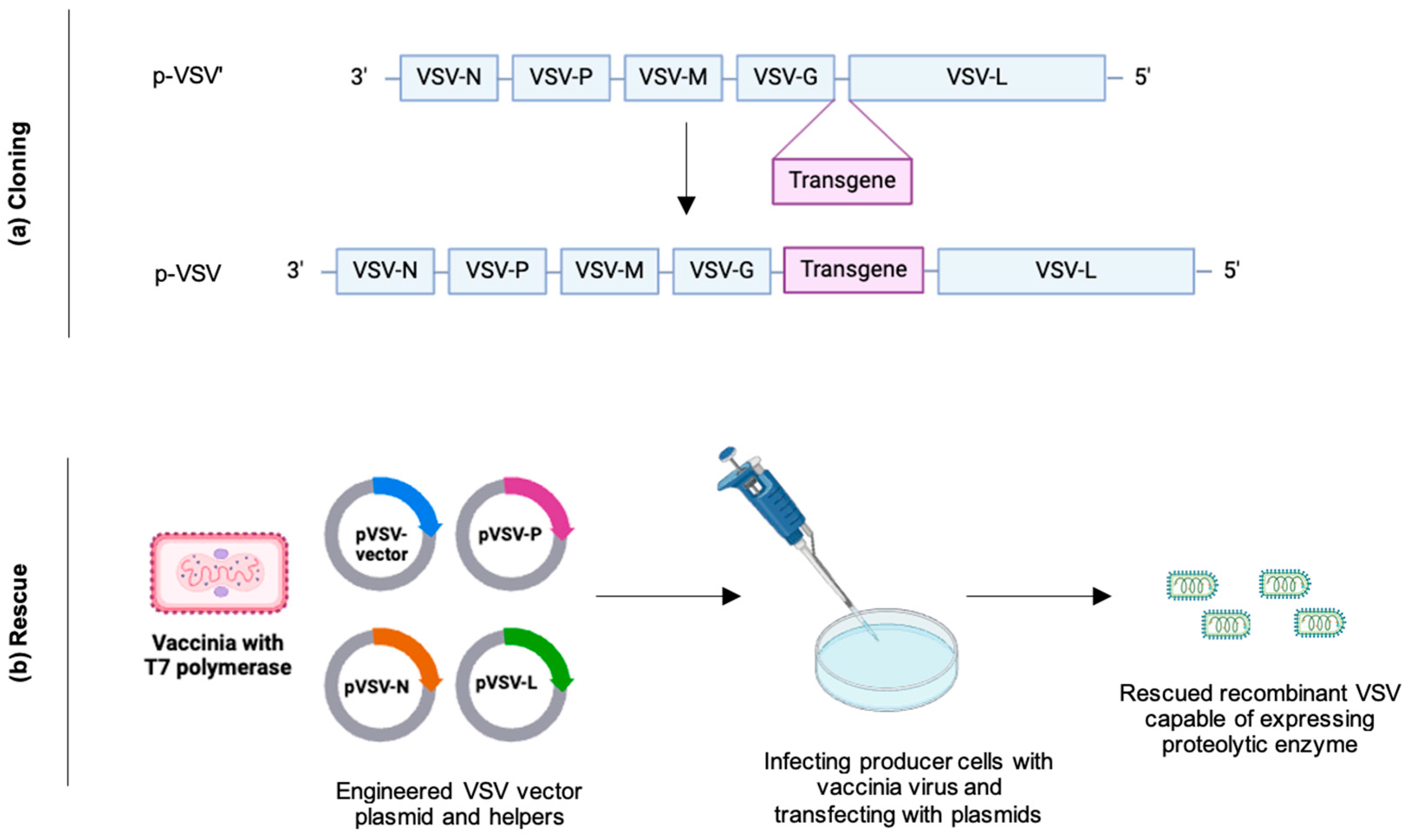 Biomedicines 12 01596 g003 Biomedicines 12 01596 g003