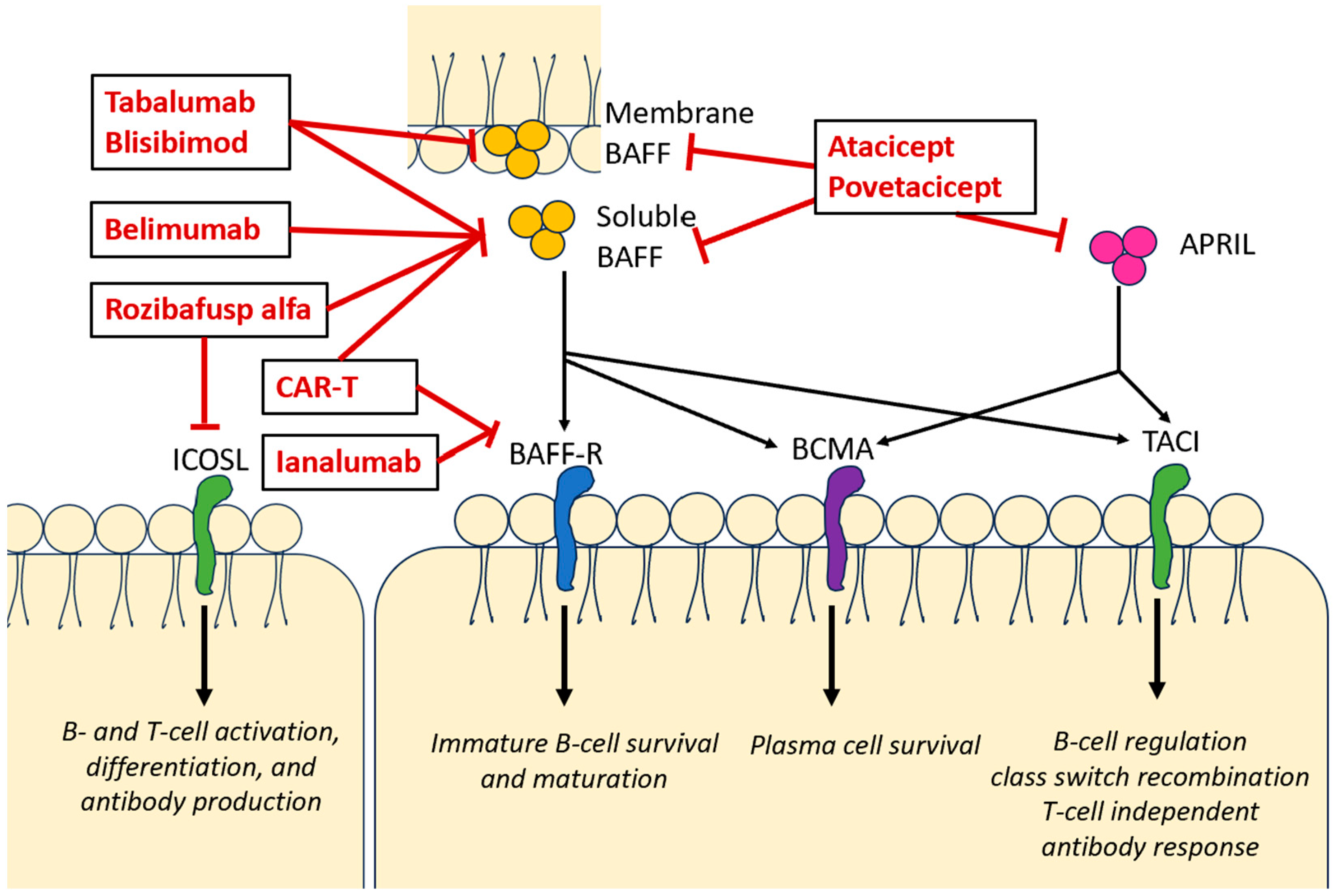 Biomedicines 12 01597 g001 Biomedicines 12 01597 g001