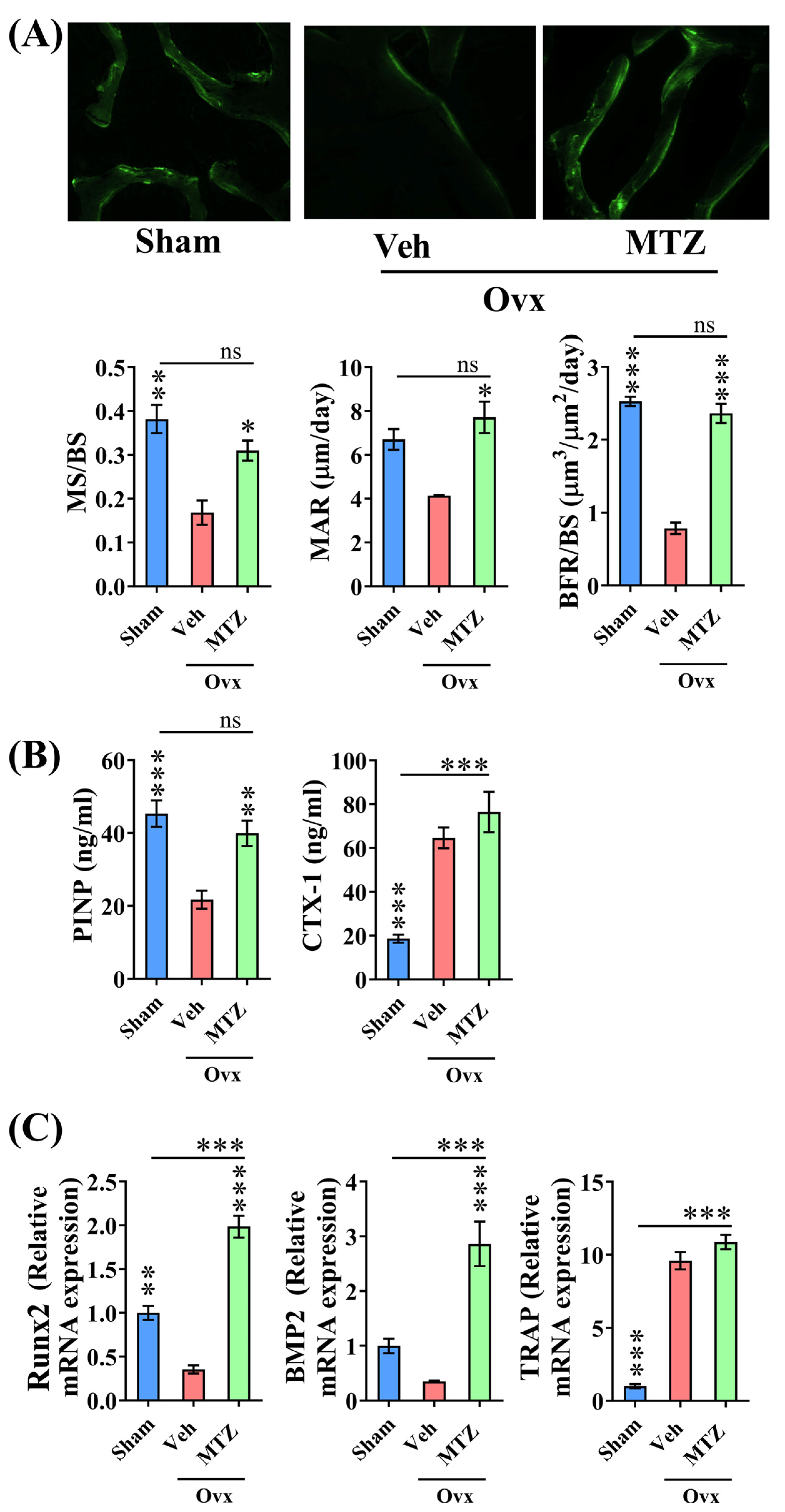 Biomedicines 12 01603 g005