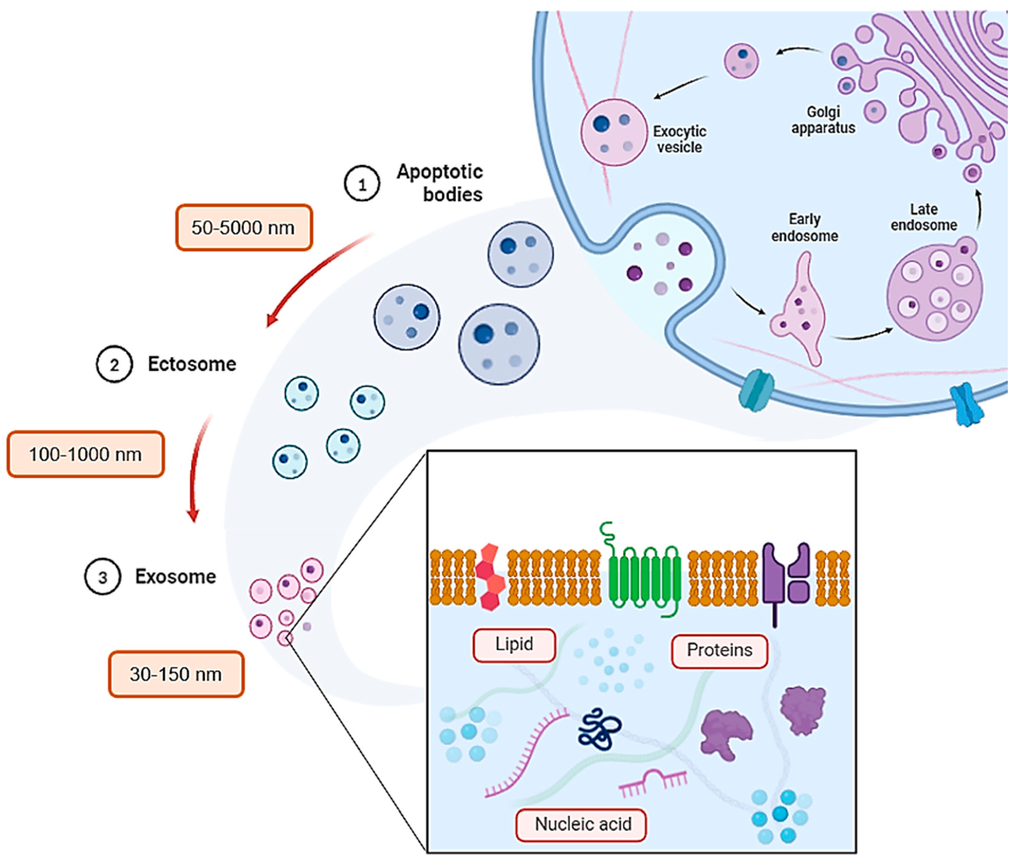 Biomedicines 12 01605 g001