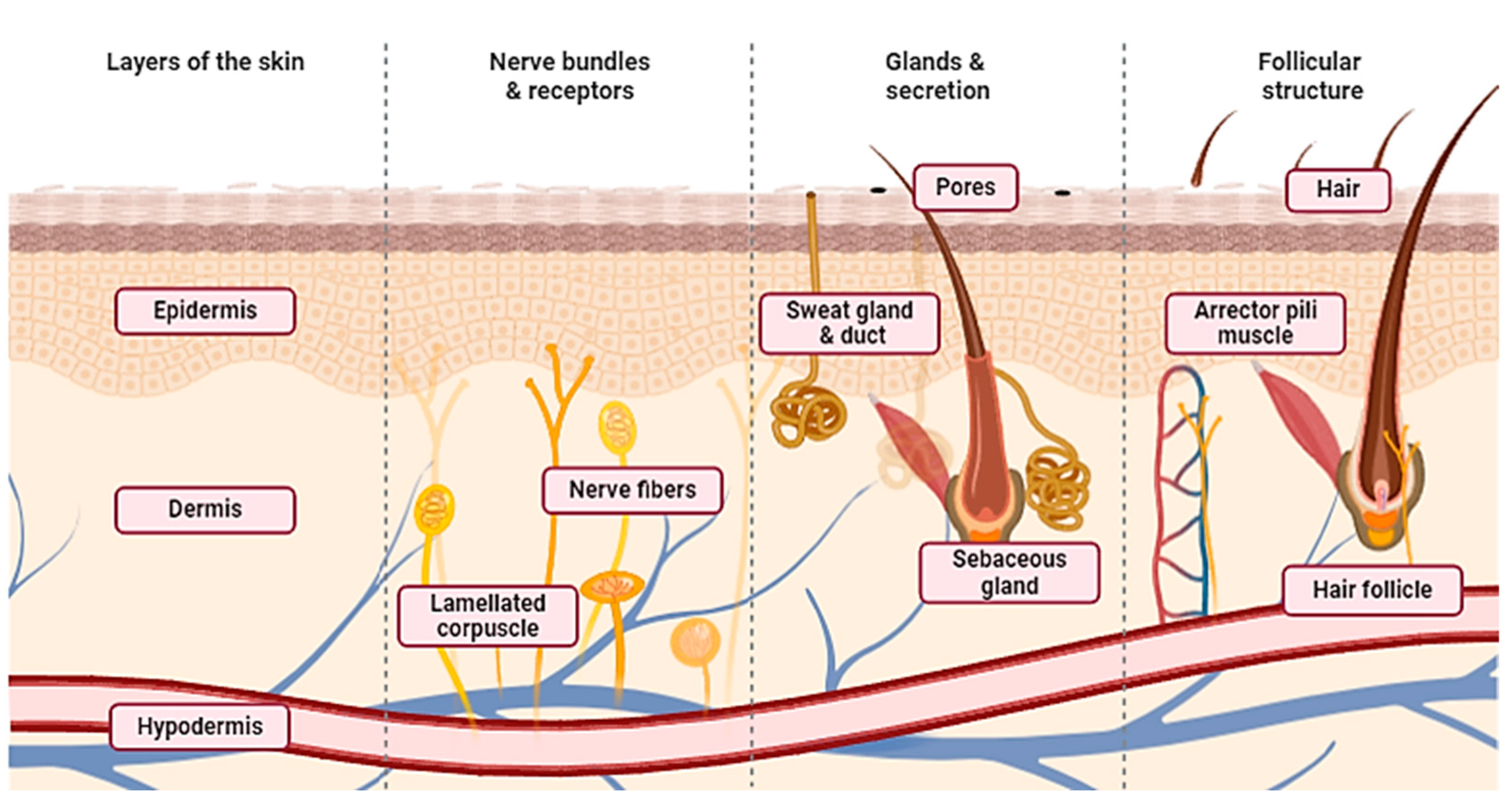 Biomedicines 12 01605 g002