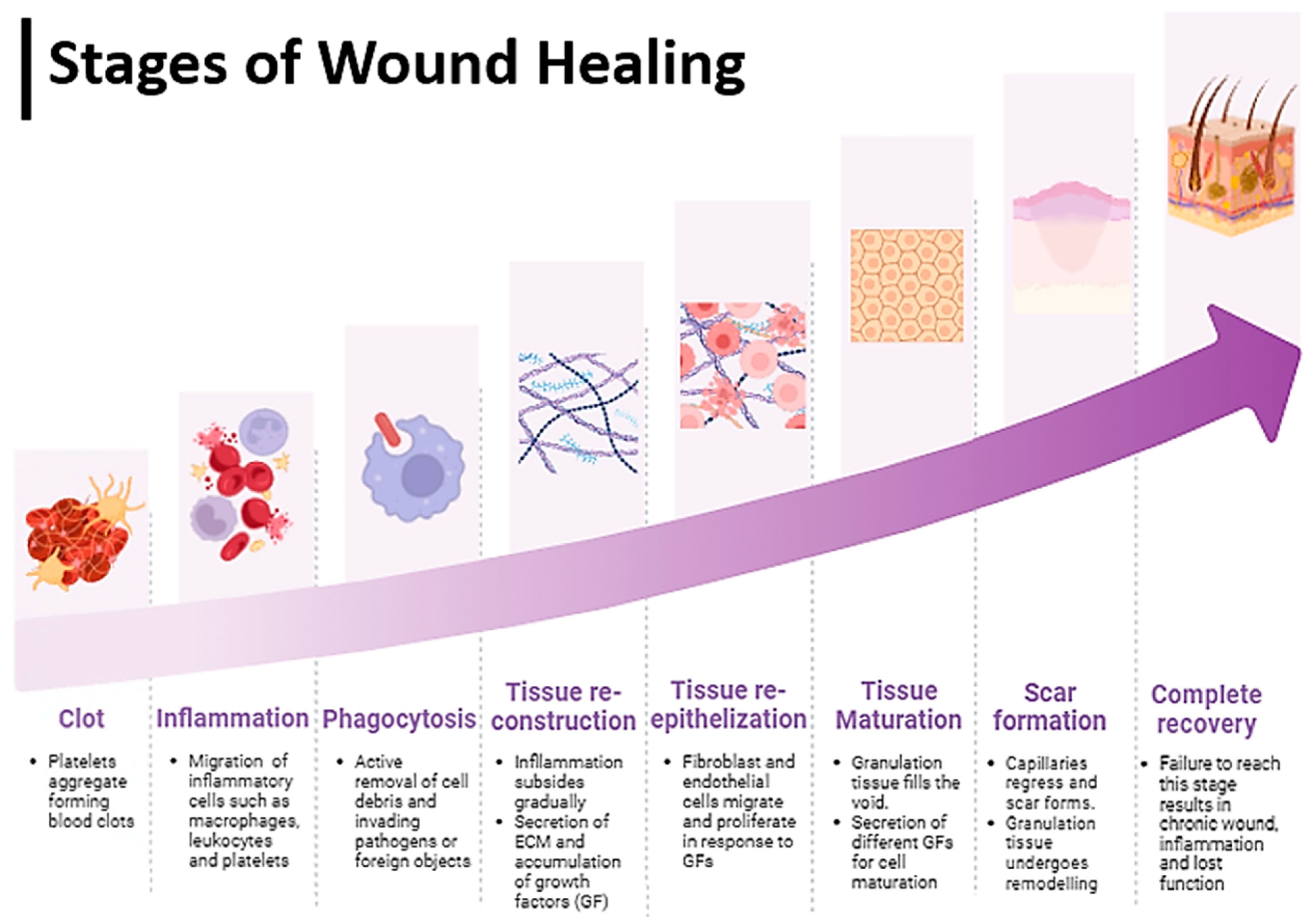 Biomedicines 12 01605 g003