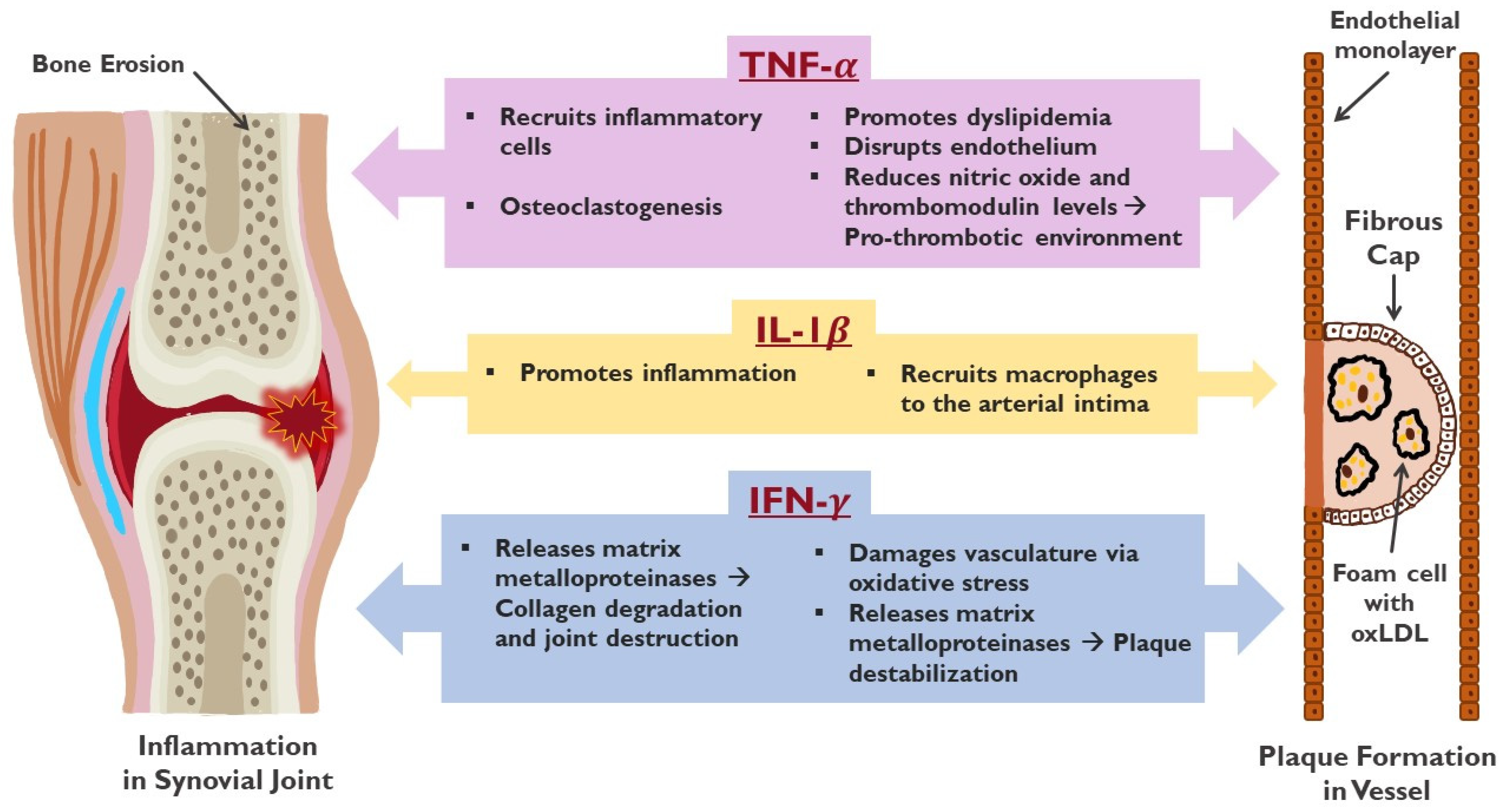 Biomedicines 12 01608 g002 Biomedicines 12 01608 g002