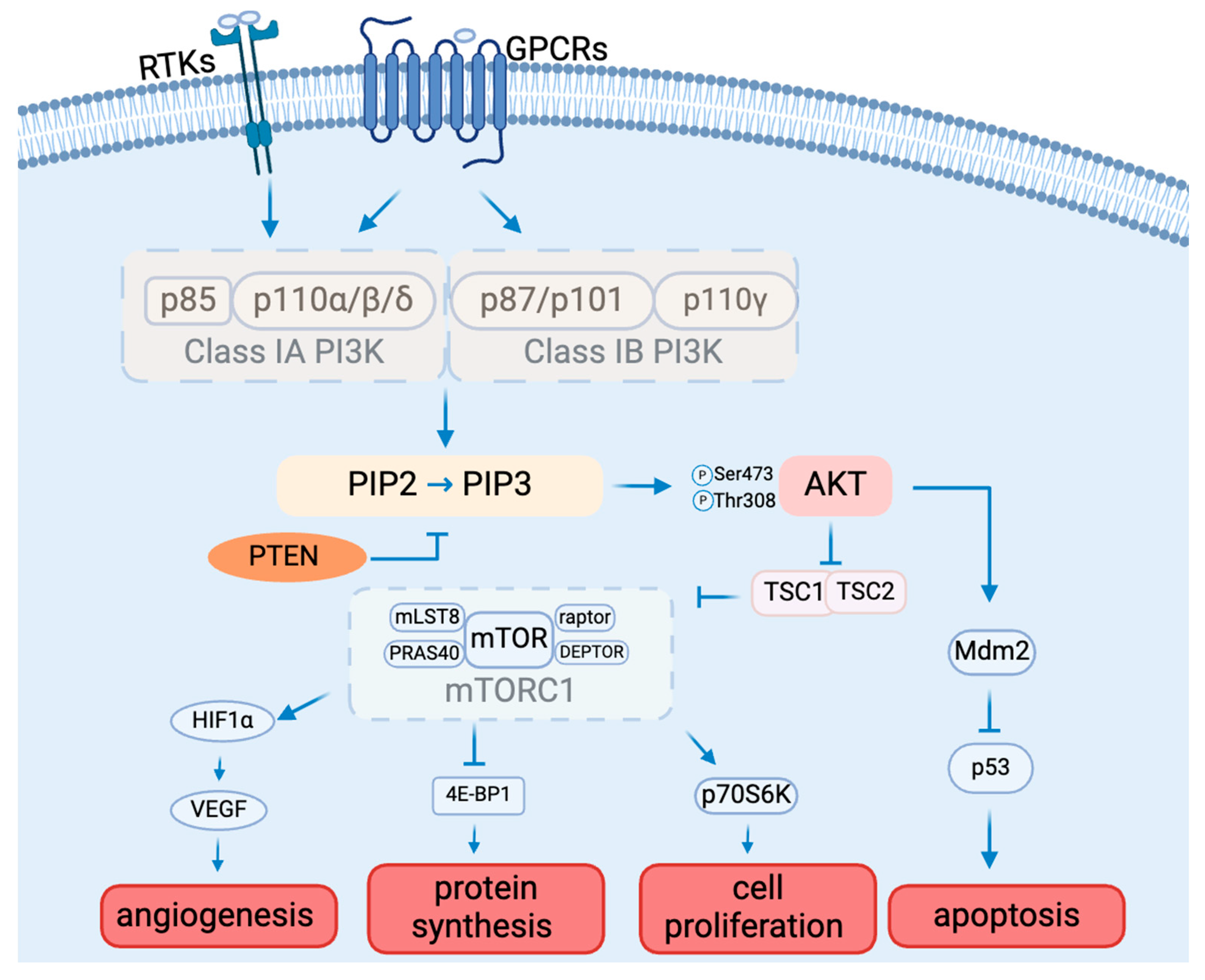 Biomedicines 12 01610 g001