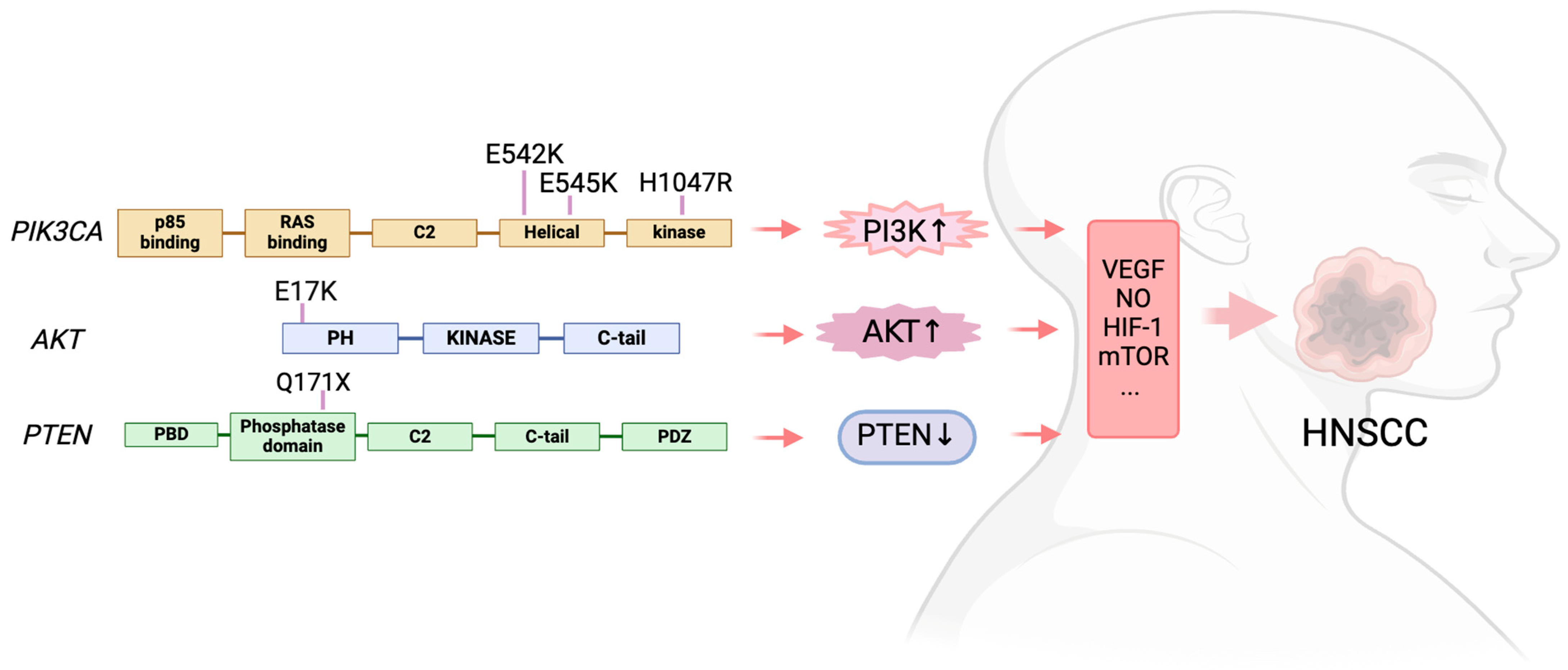 Biomedicines 12 01610 g002