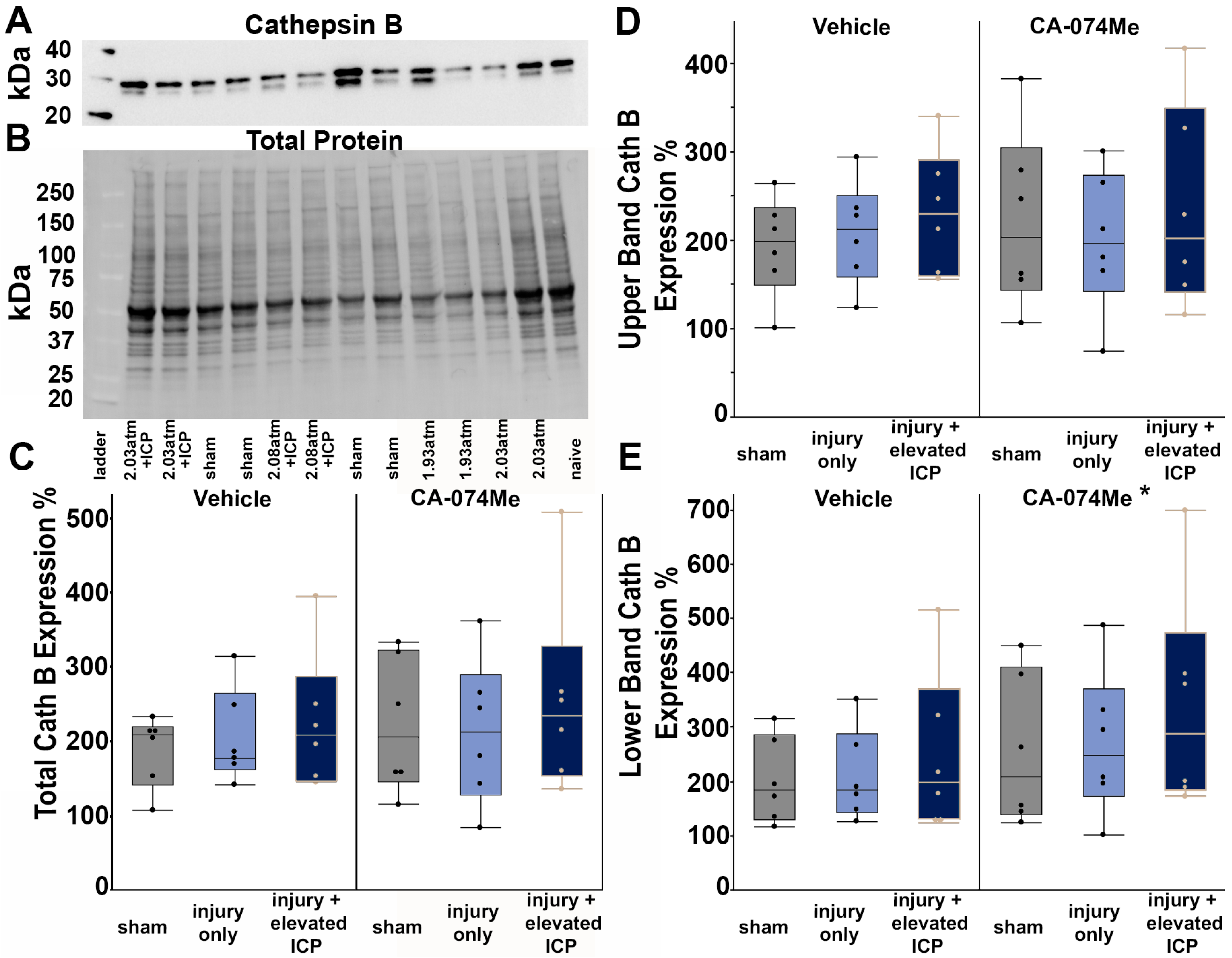 Biomedicines 12 01612 g003