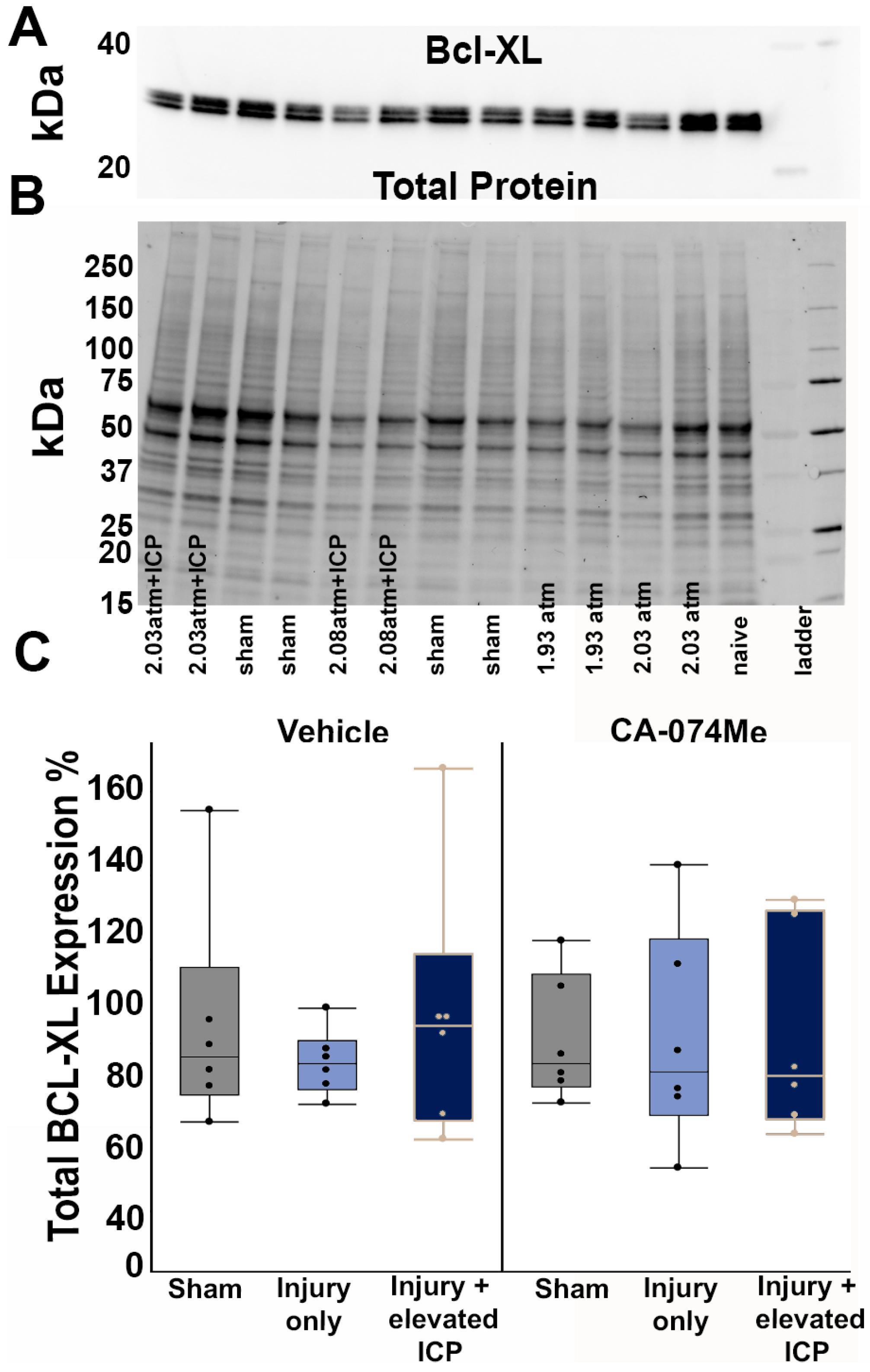 Biomedicines 12 01612 g004