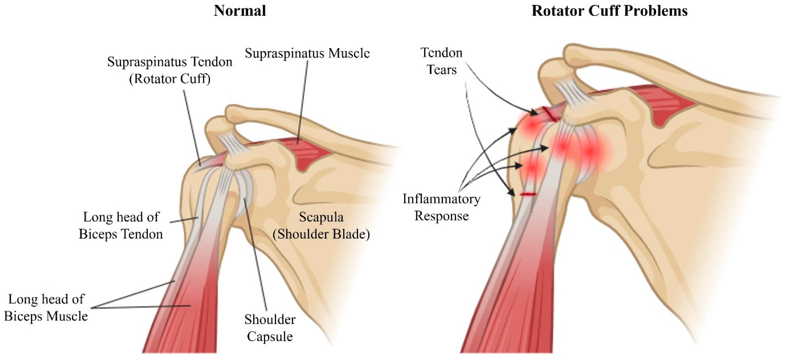 Biomedicines 12 01613 g001