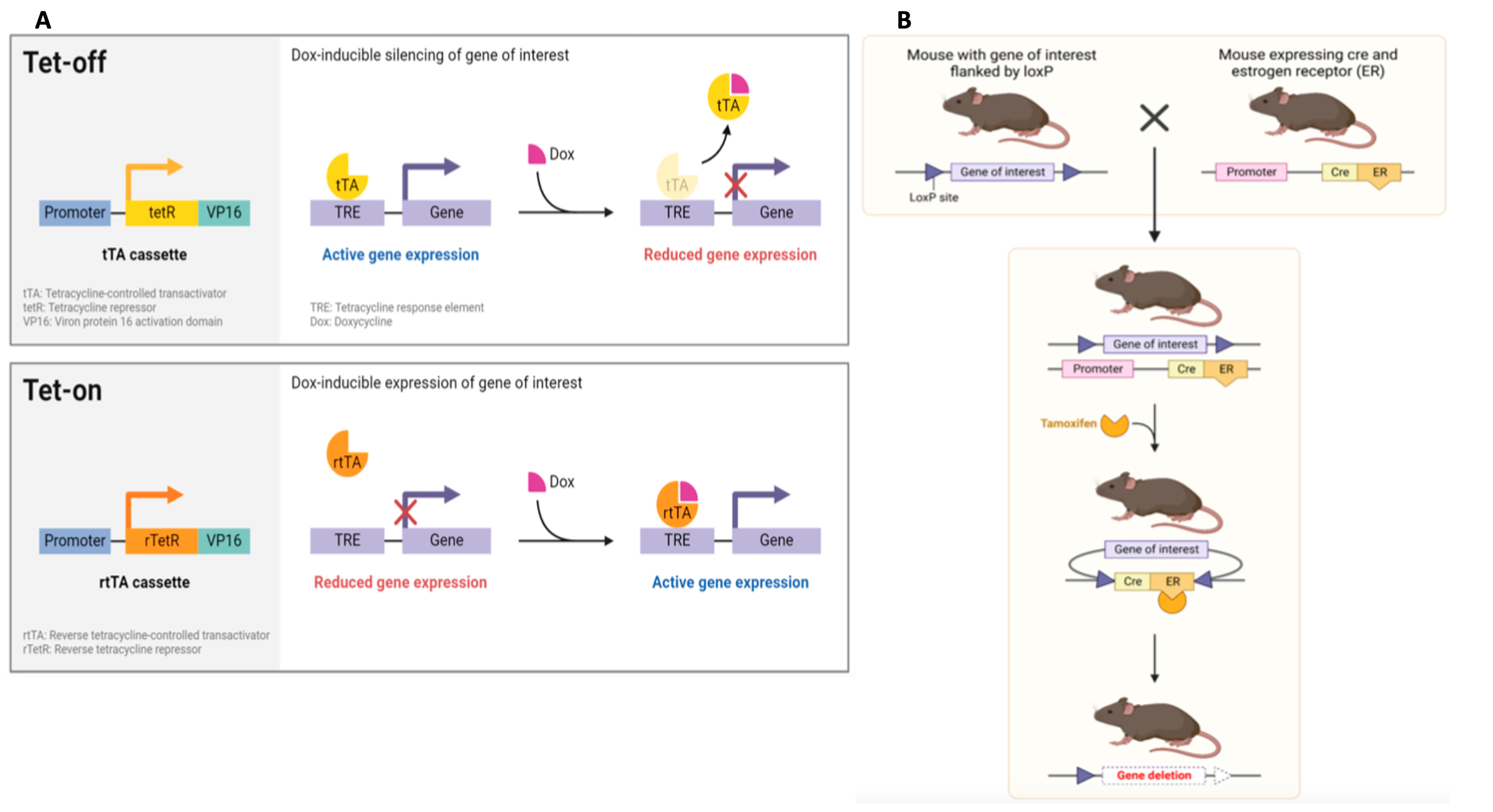 Biomedicines 12 01624 g004 Biomedicines 12 01624 g004