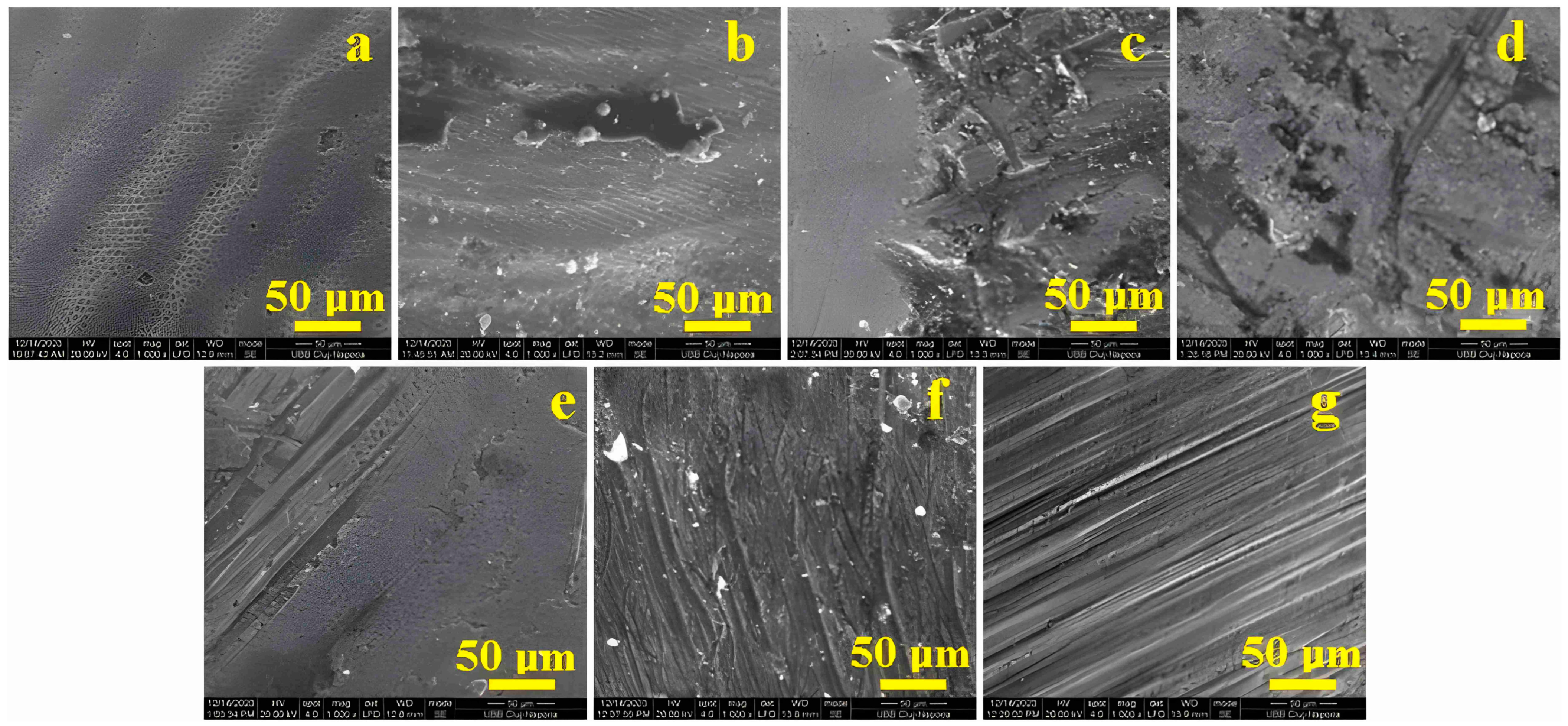Biomedicines 12 01629 g001