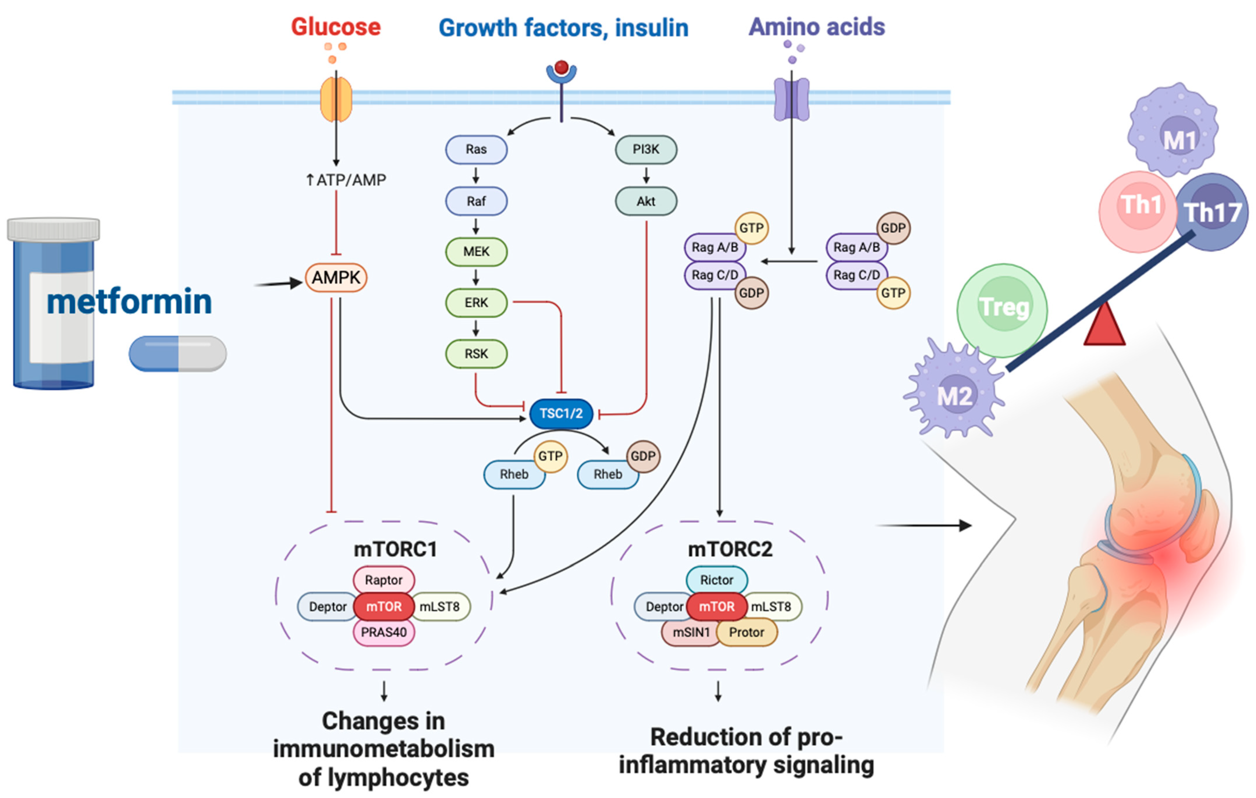 Biomedicines 12 01630 g002