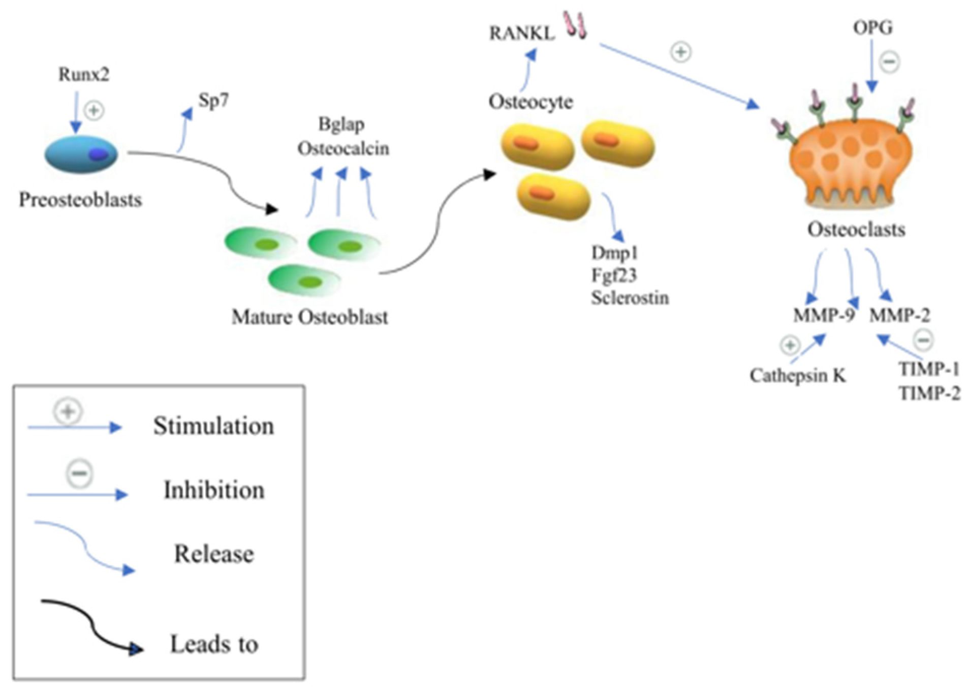 Biomedicines 12 01635 g002 Biomedicines 12 01635 g002