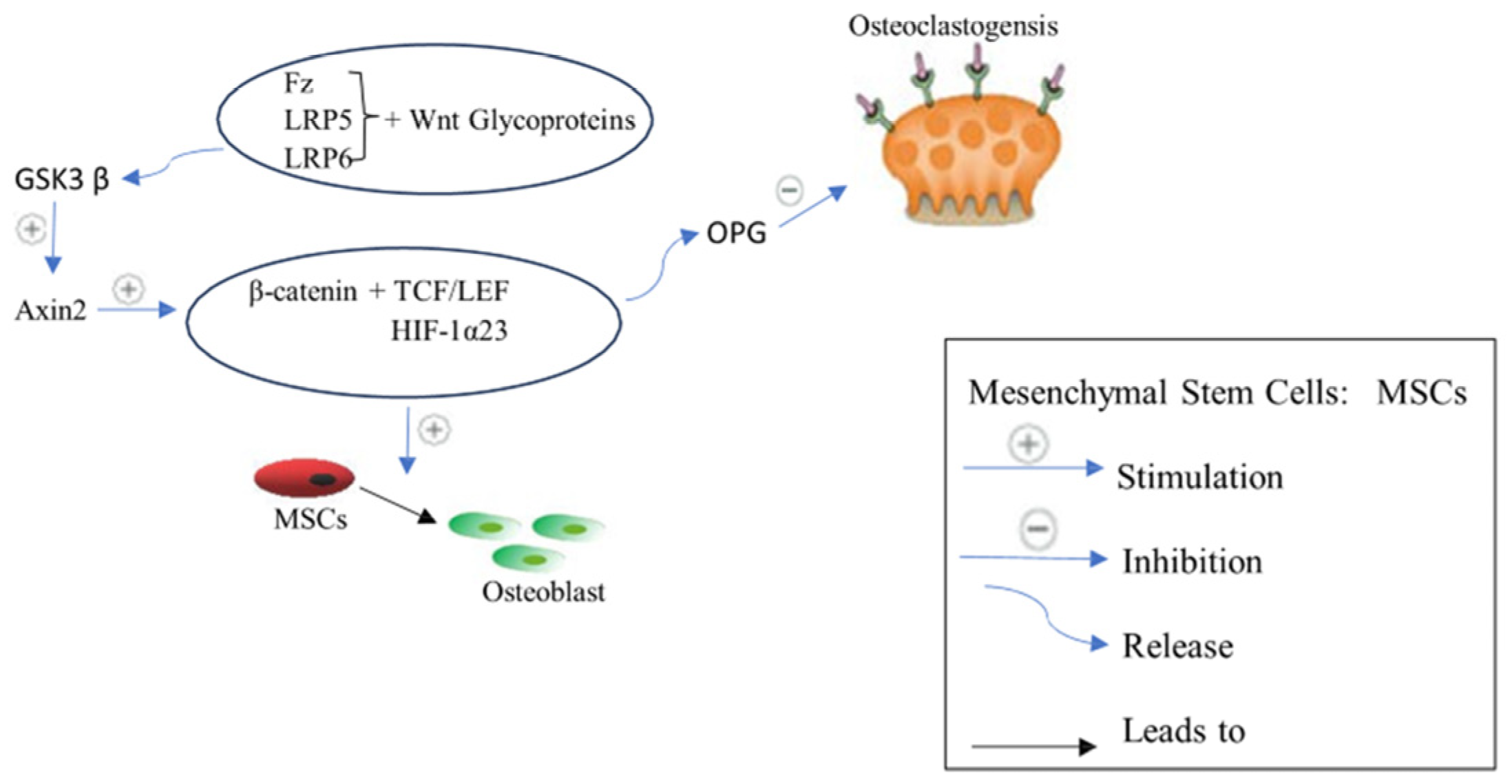 Biomedicines 12 01635 g003 Biomedicines 12 01635 g003
