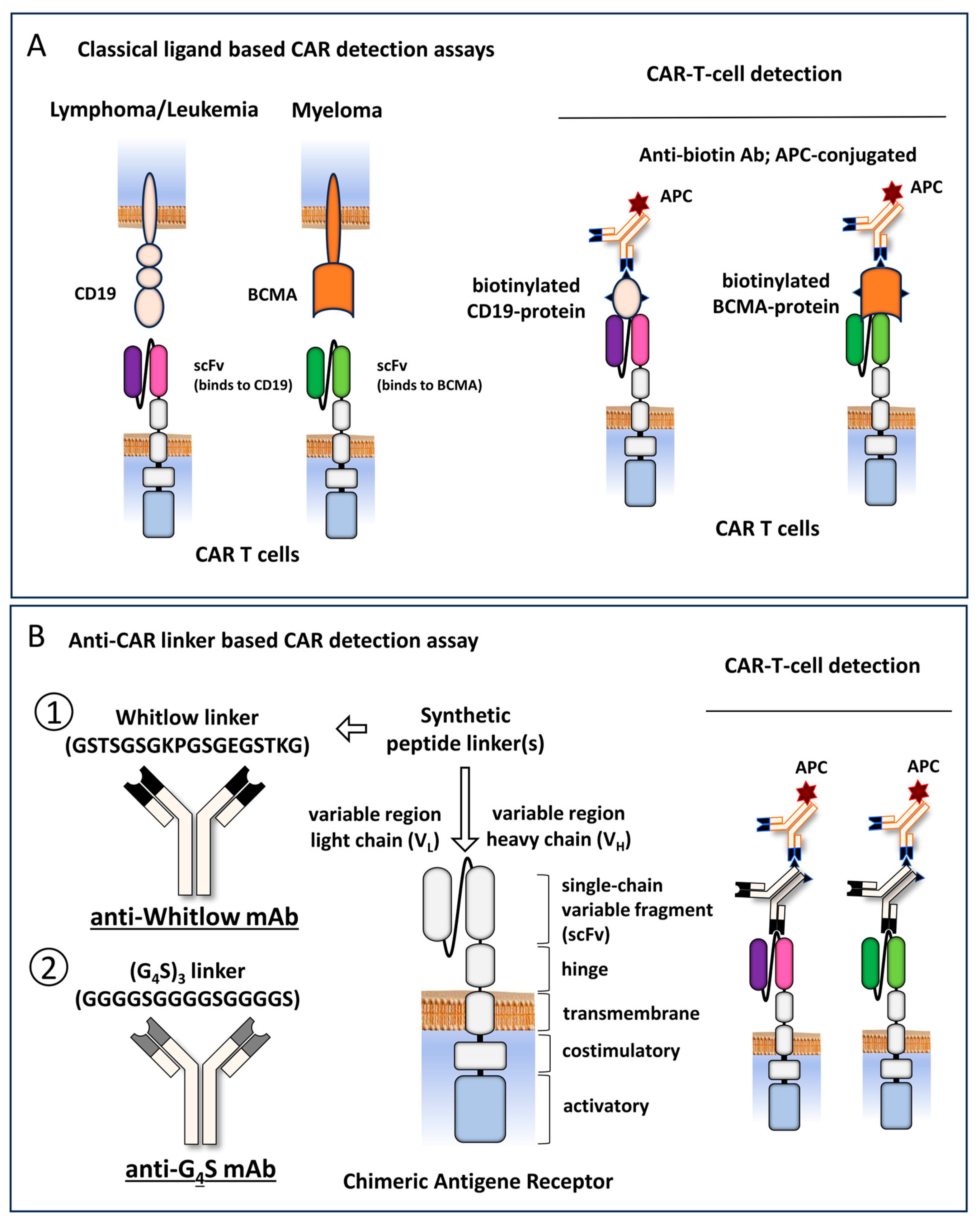 Biomedicines 12 01641 g001