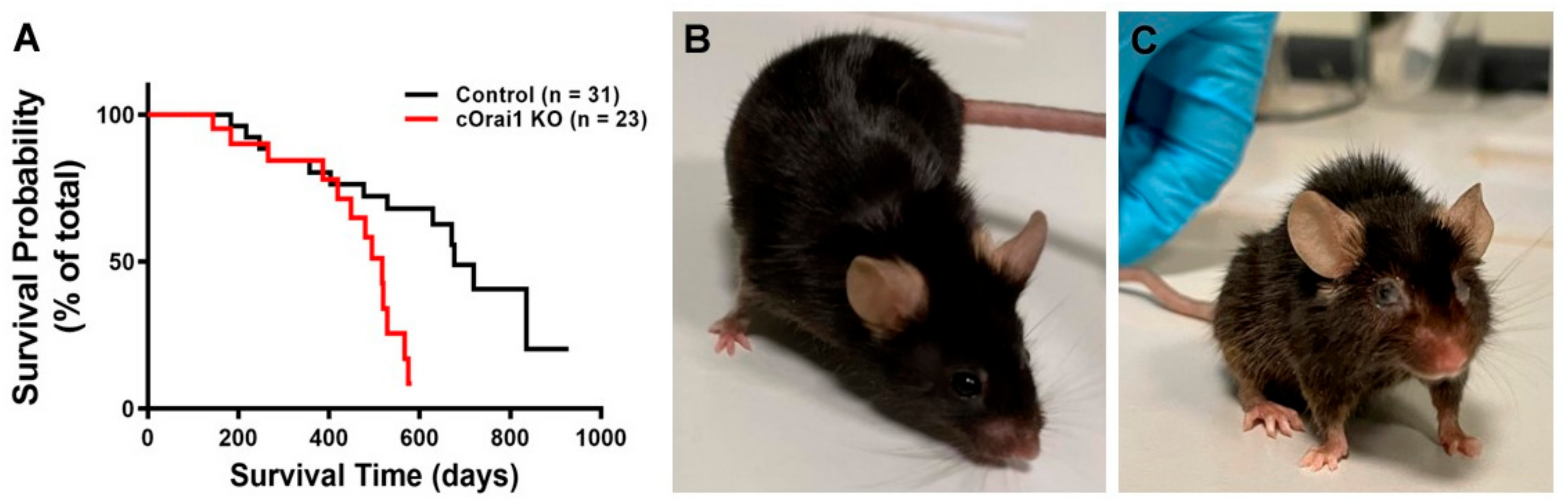 Biomedicines 12 01651 g001 Biomedicines 12 01651 g001