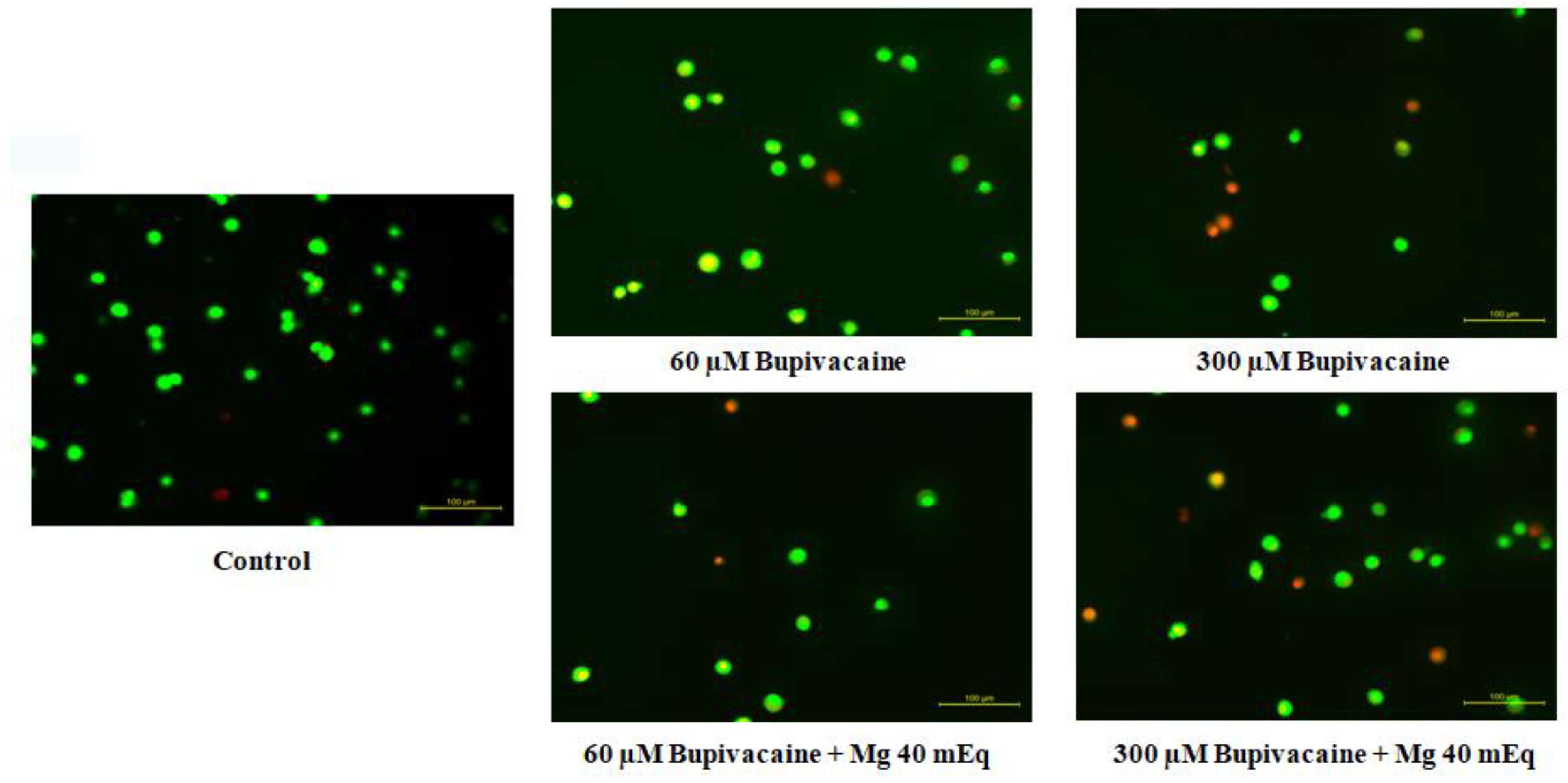 Biomedicines 12 01652 g004