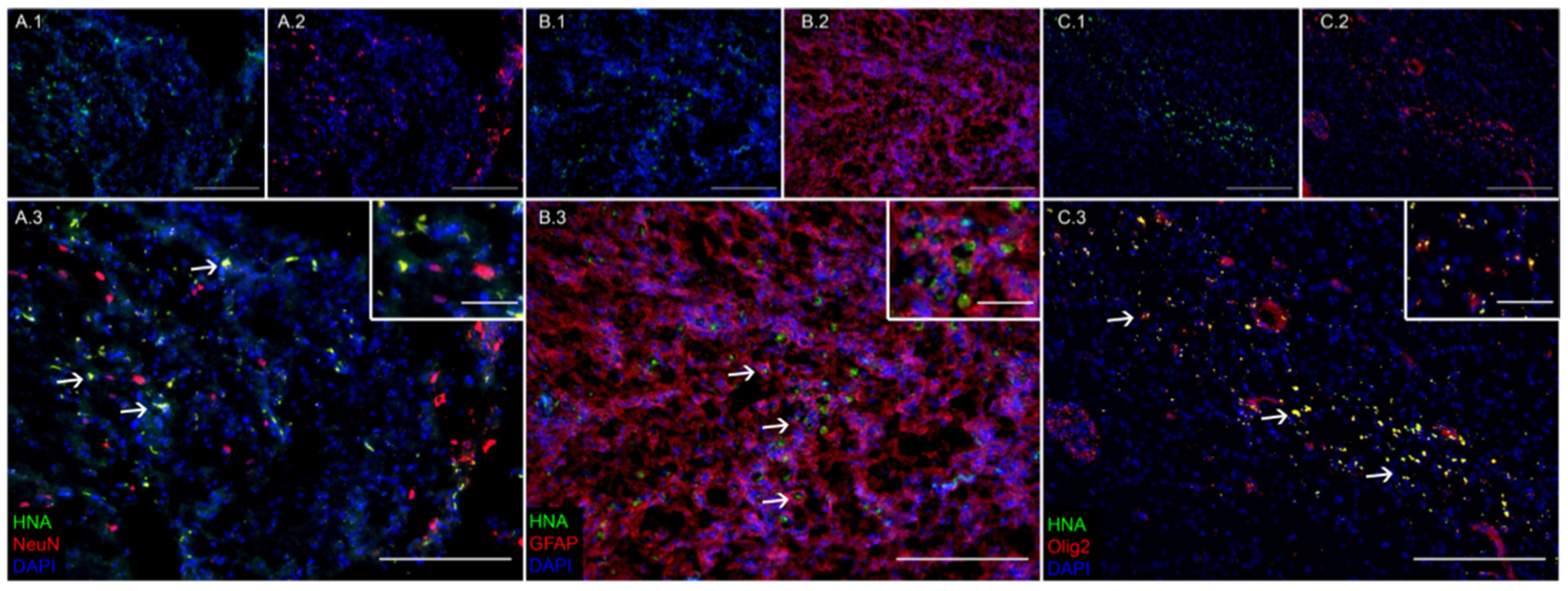 Biomedicines 12 01663 g001