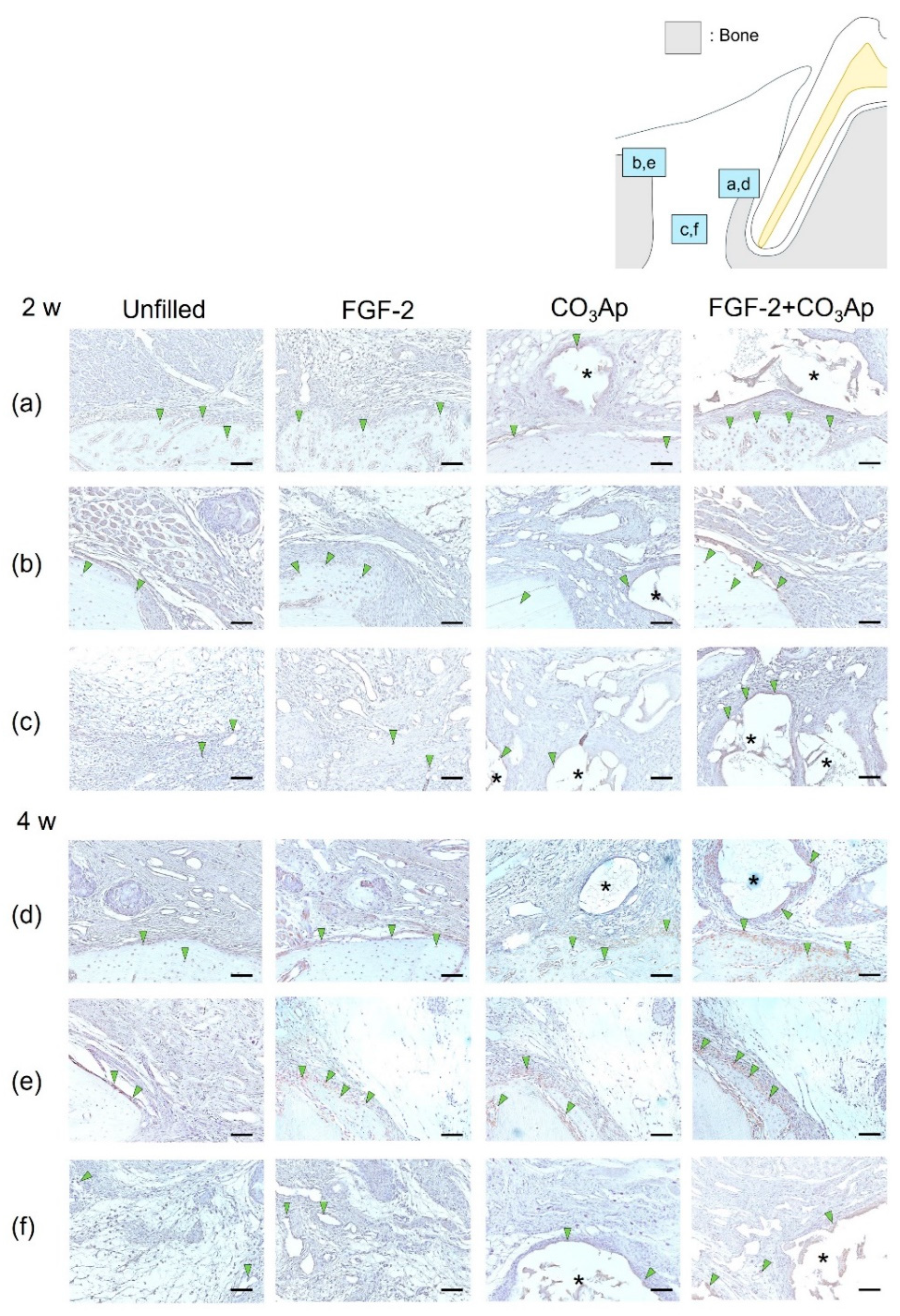 Biomedicines 12 01664 g004