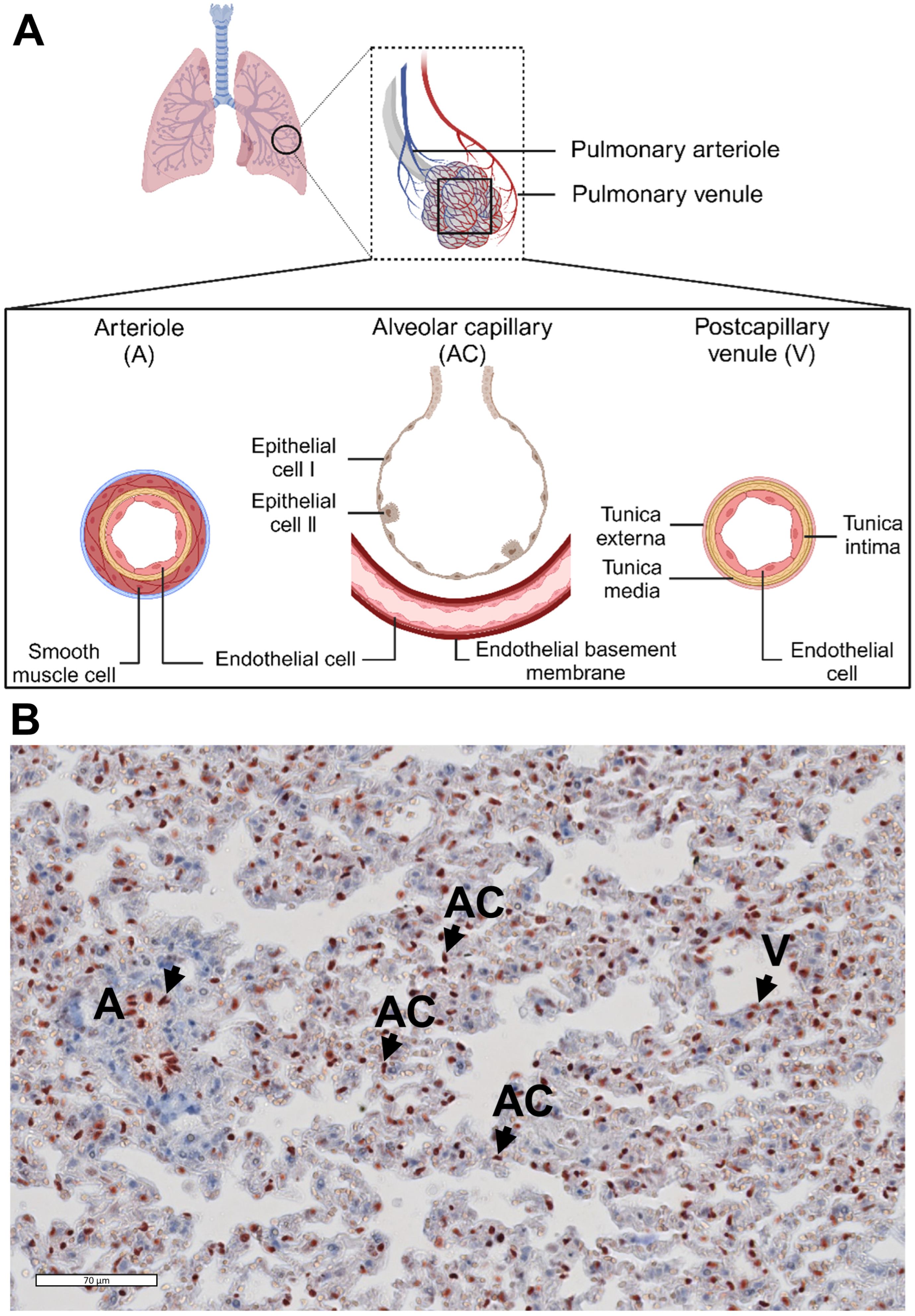 Biomedicines 12 01672 g001 Biomedicines 12 01672 g001
