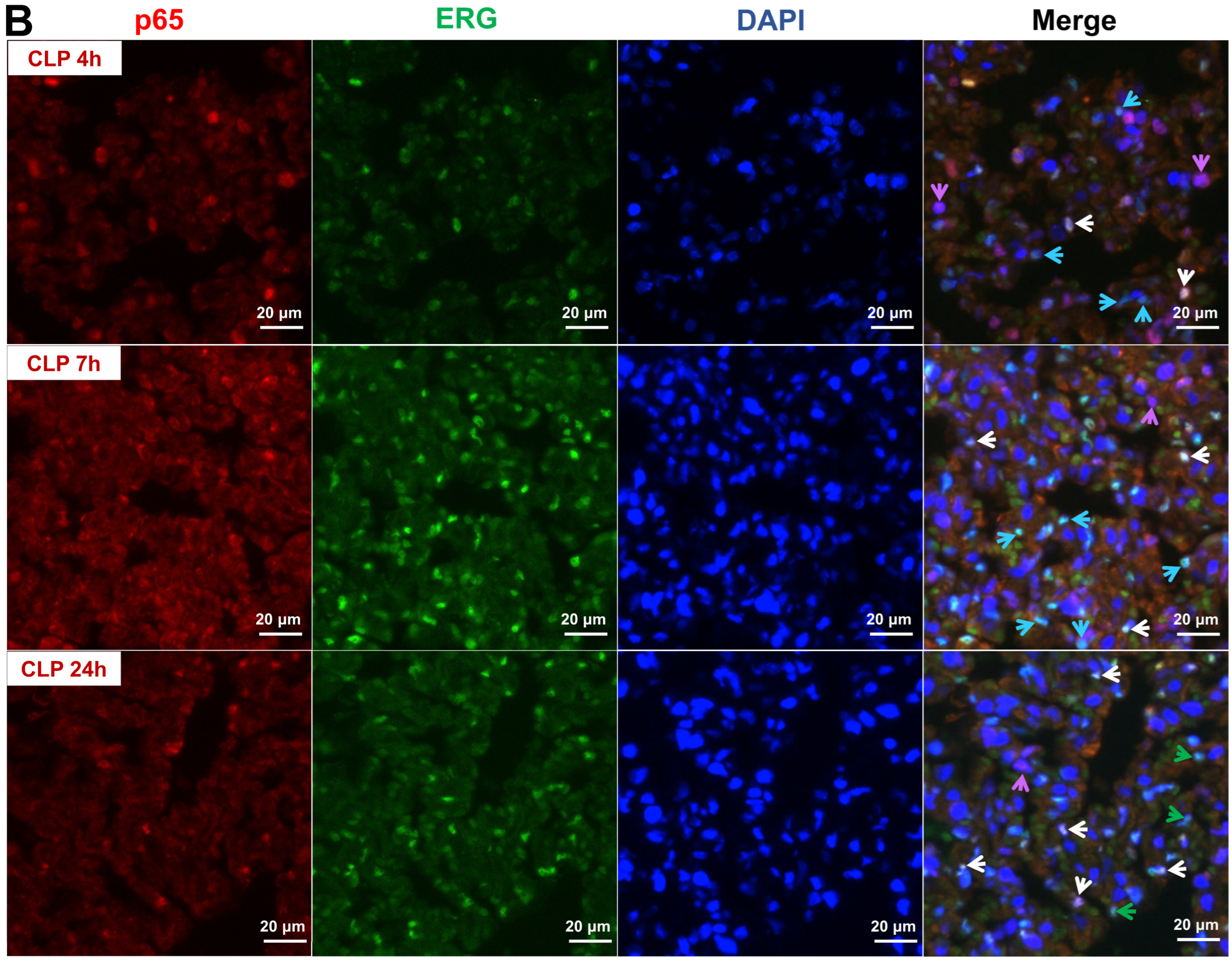 Biomedicines 12 01672 g002b Biomedicines 12 01672 g002b