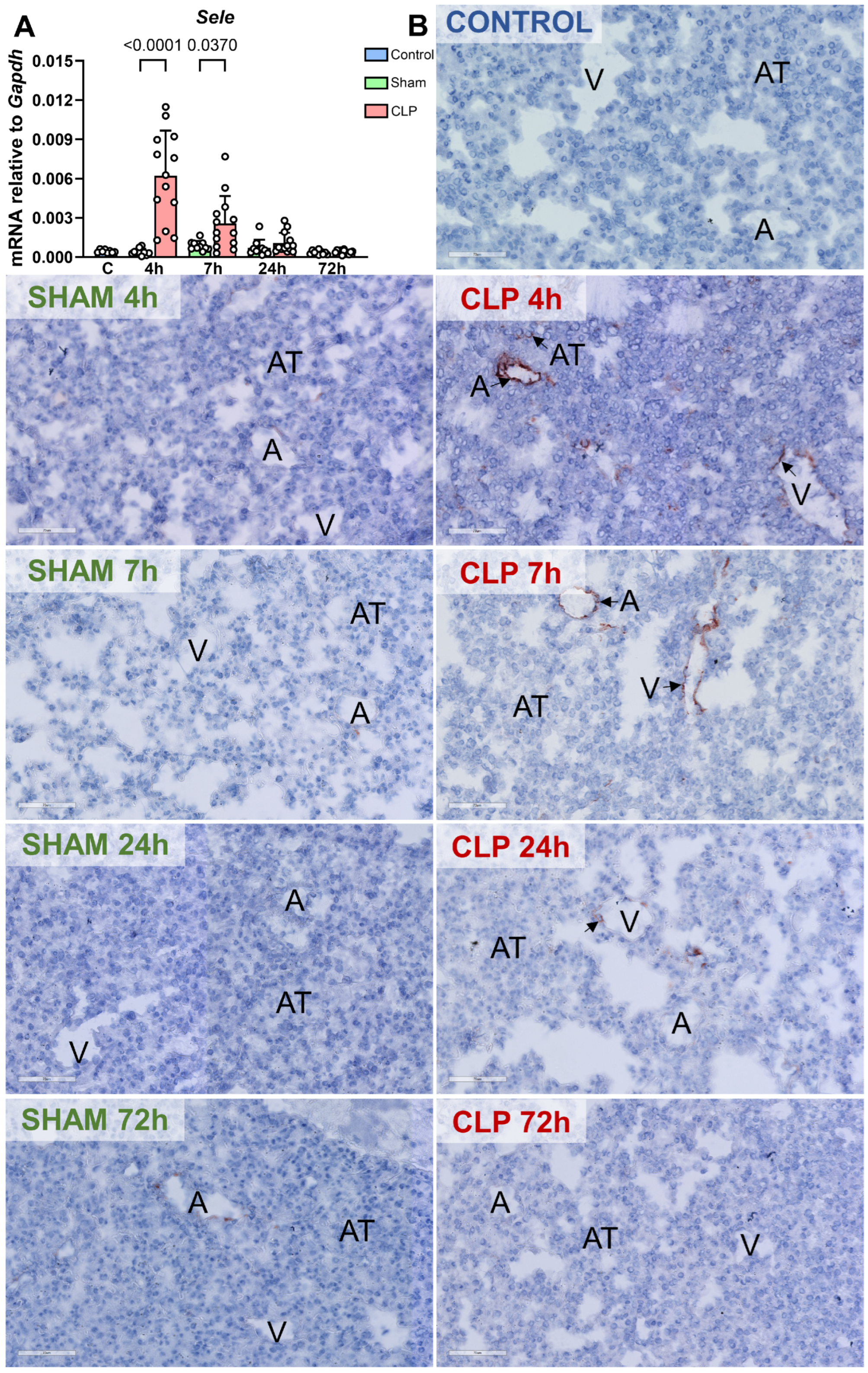Biomedicines 12 01672 g004 Biomedicines 12 01672 g004