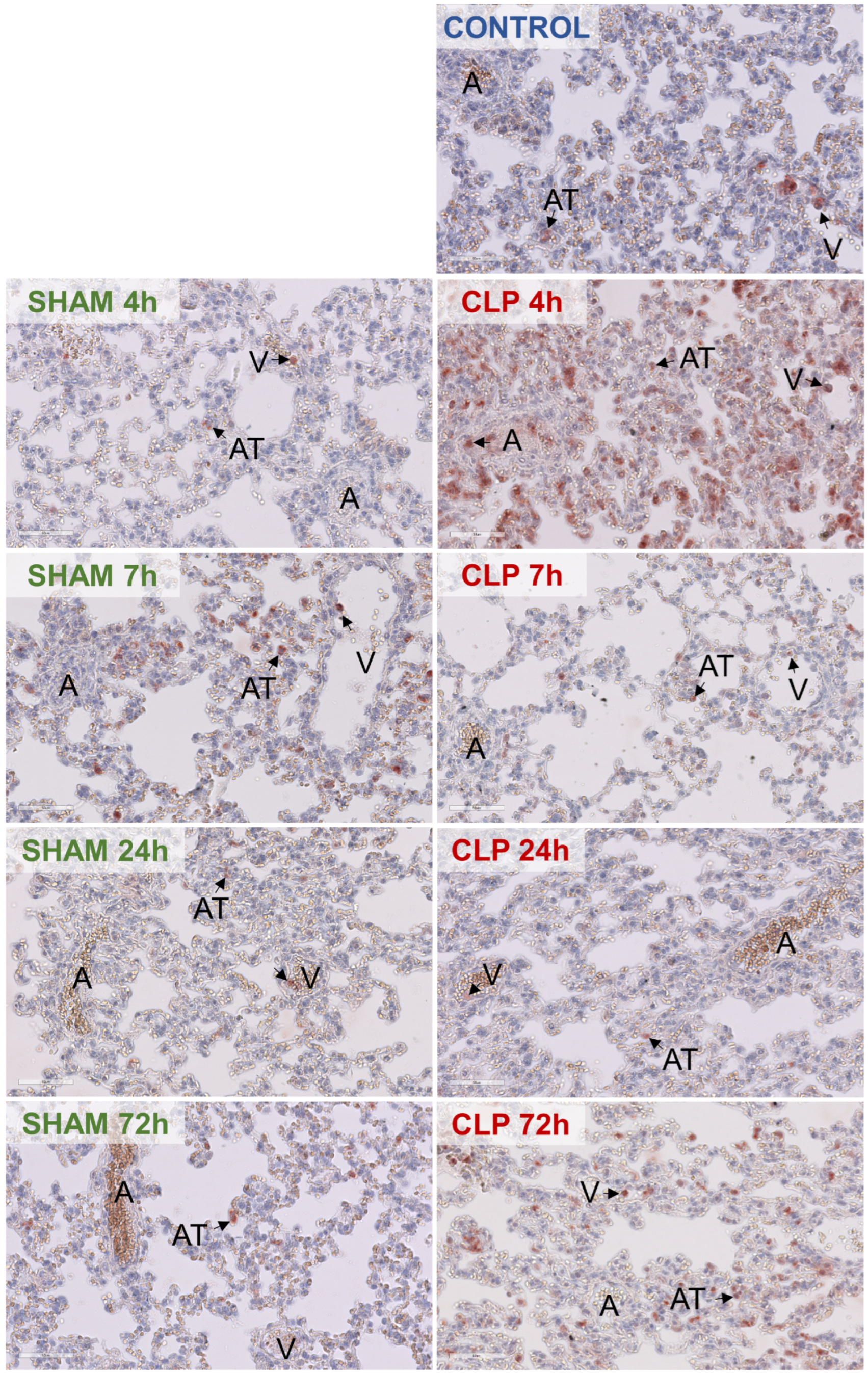 Biomedicines 12 01672 g007 Biomedicines 12 01672 g007