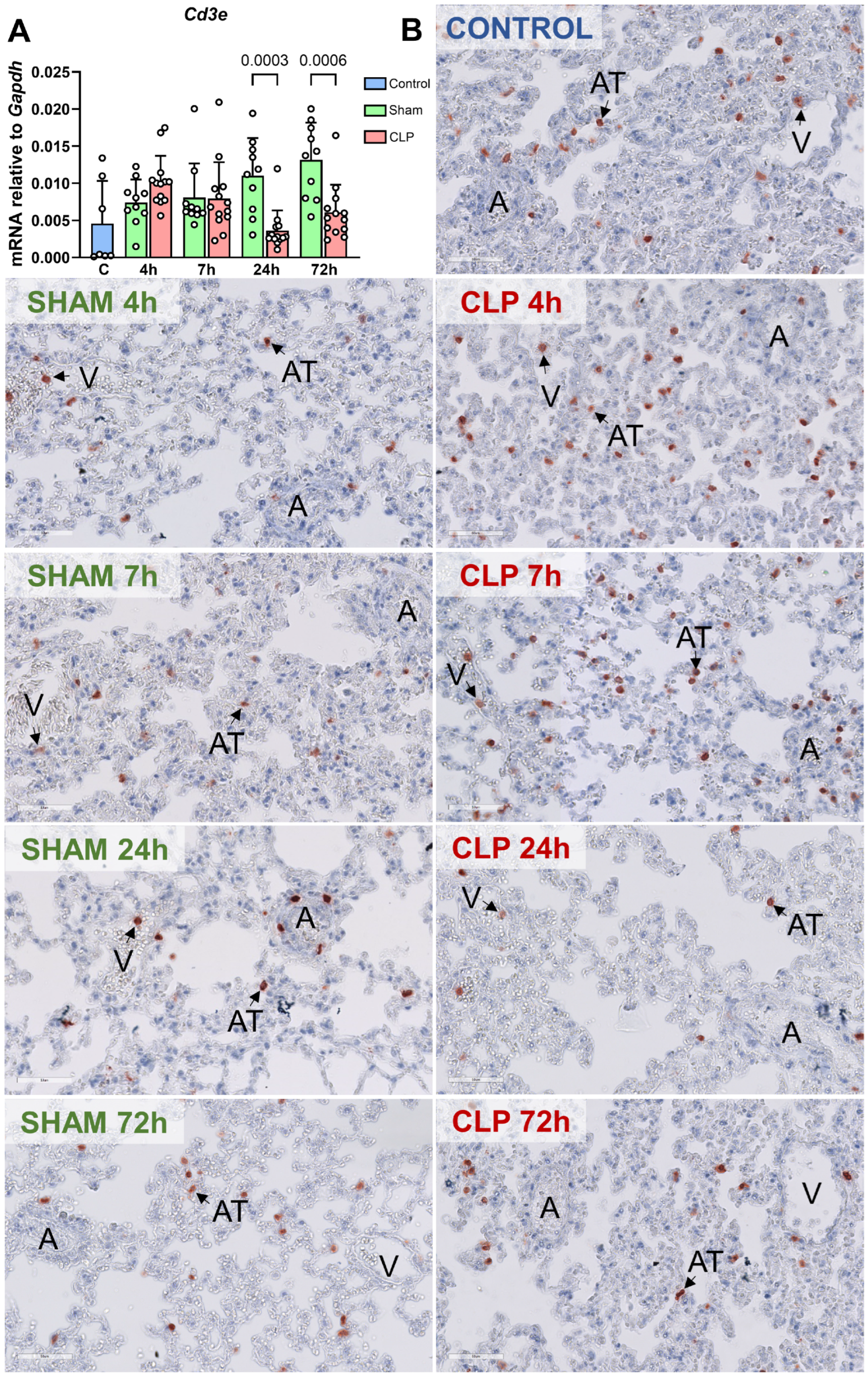 Biomedicines 12 01672 g008 Biomedicines 12 01672 g008