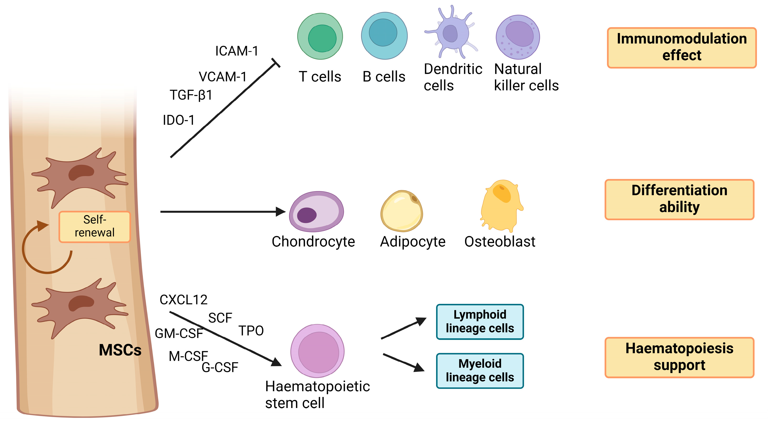 Biomedicines 12 01677 g001 Biomedicines 12 01677 g001